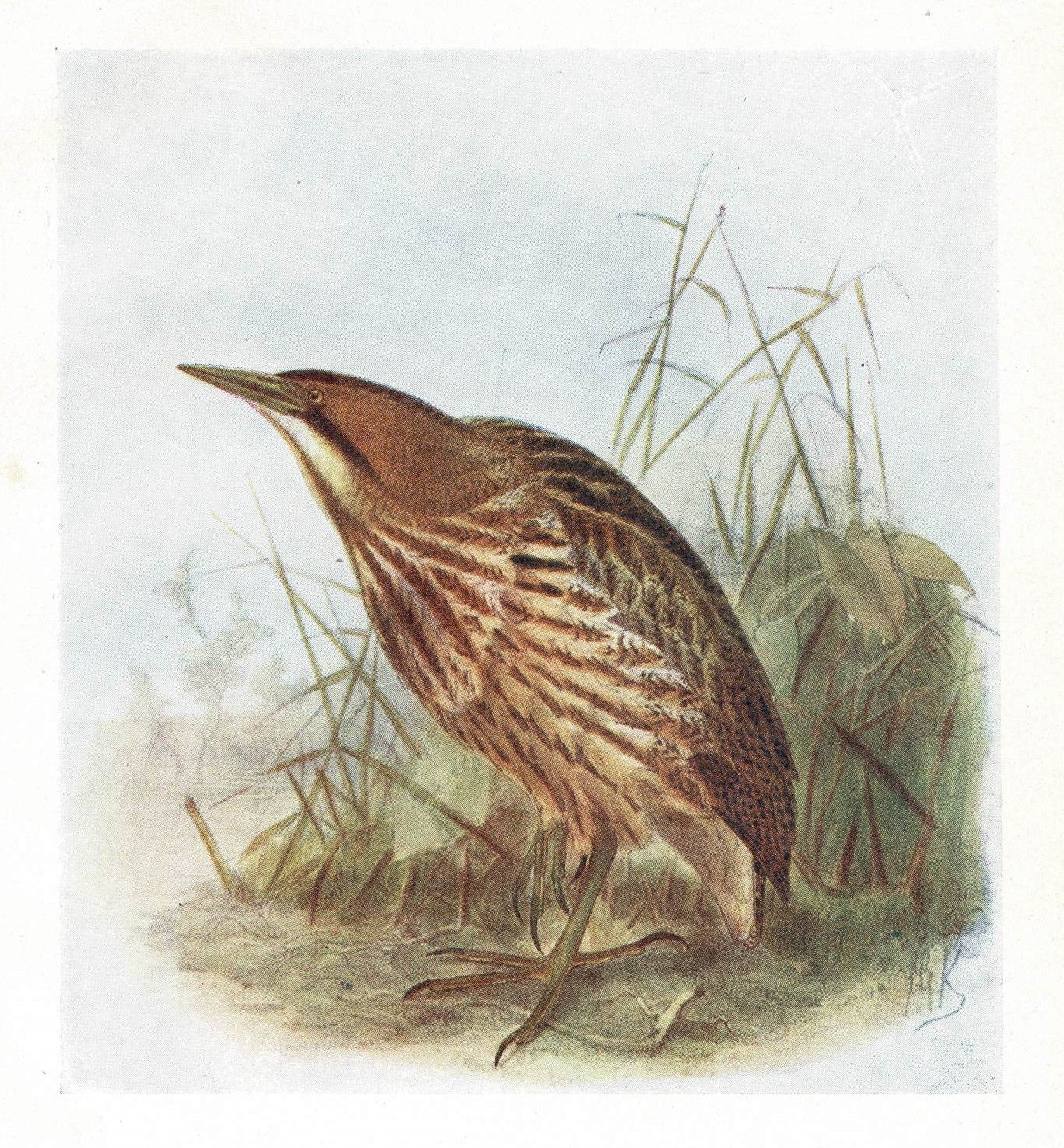 Bittern antique print dated 1907