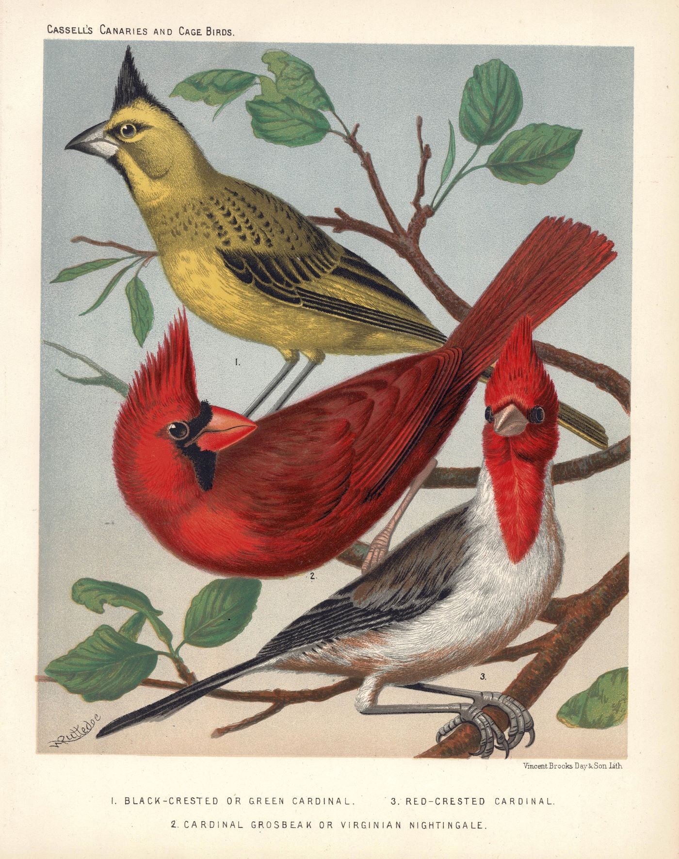 Cardinal Birds from ‘... Canaries and Cage-Birds’ antique print 1878