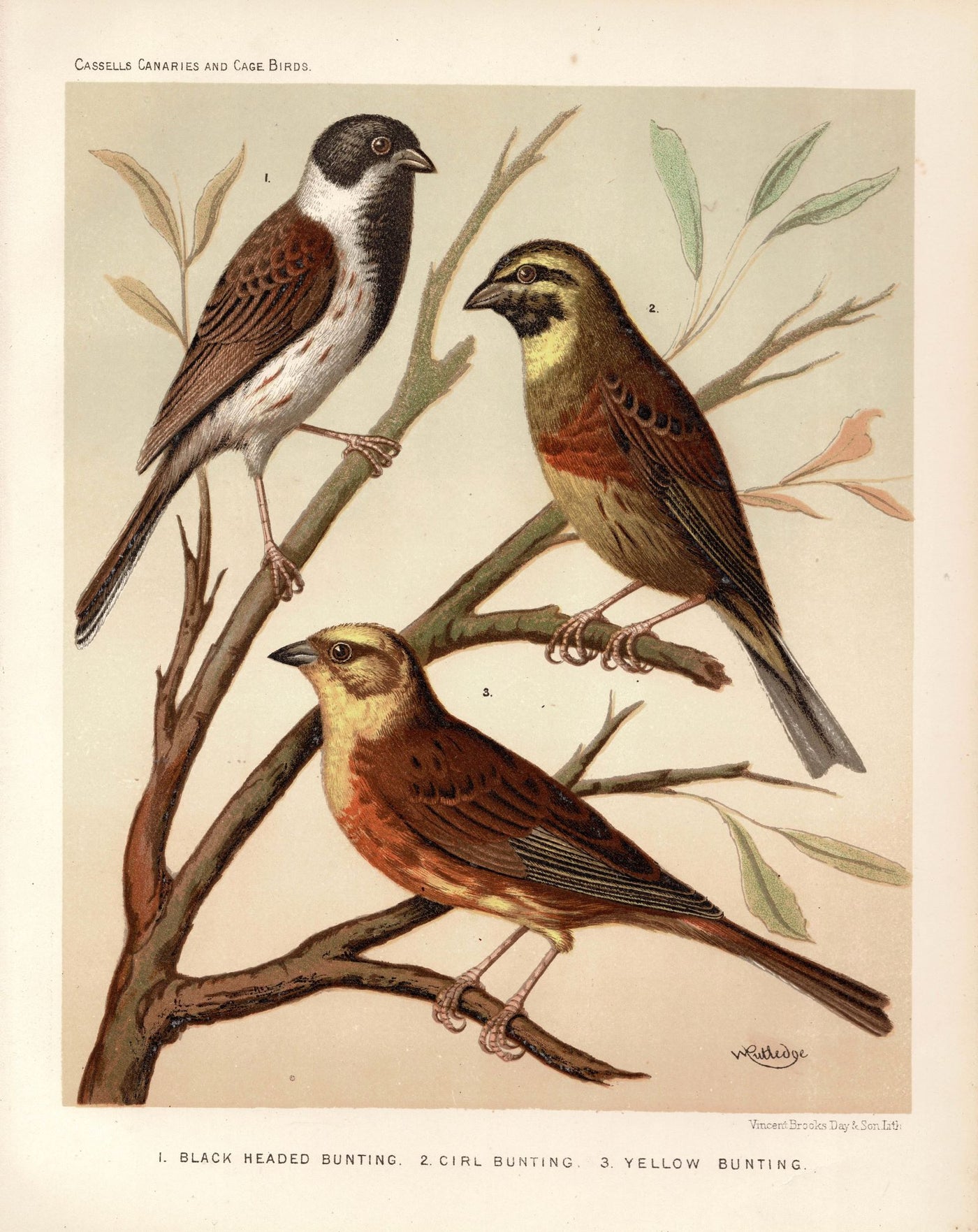 Buntings from '...Canaries and Cage-Birds’ antique print 1878