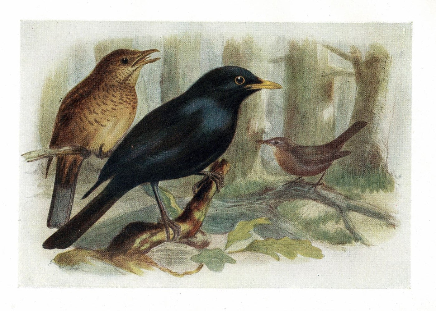 Blackbird guaranteed original antique print 1907