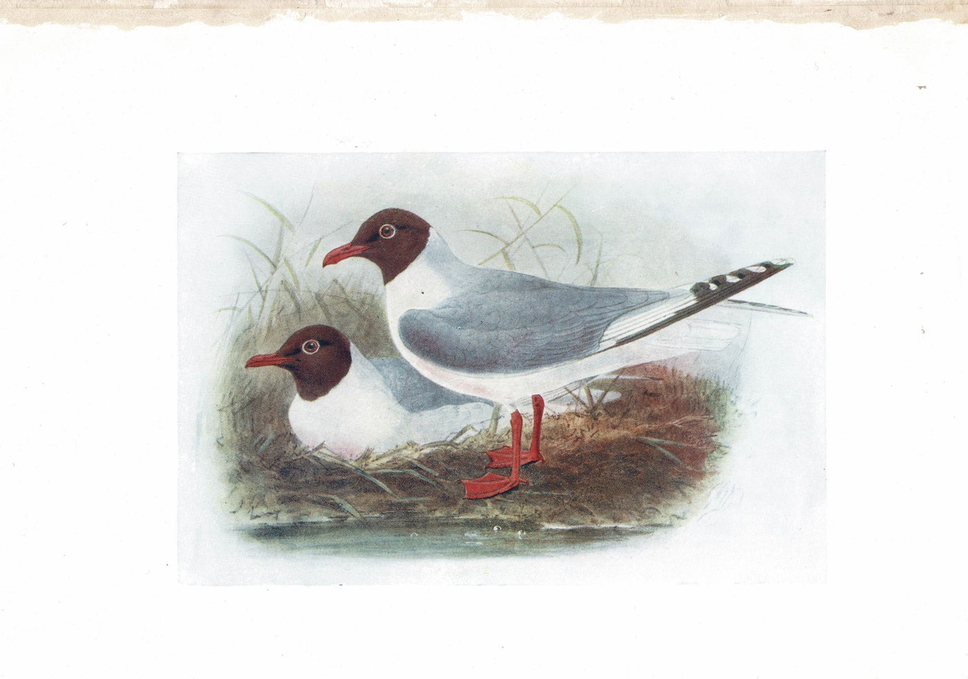 Black-Headed Gull, Birds of Britain, 1907