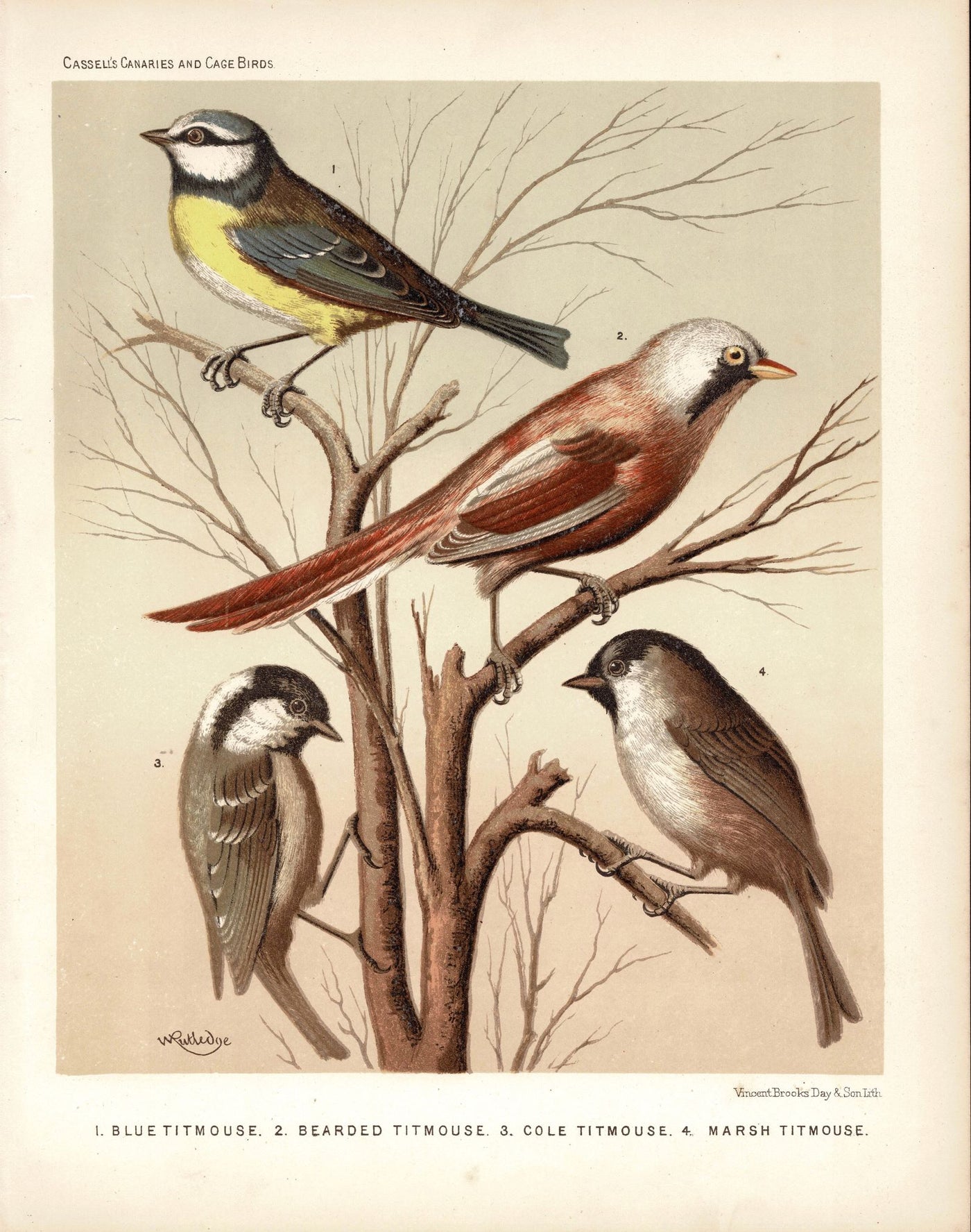 Titmouse antique print from 'Canaries & Cage-birds' published 1878