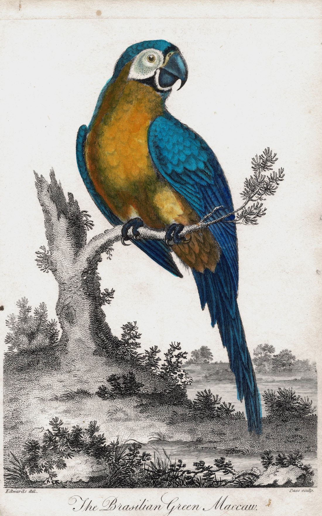 Brazilian Green Maccaw (Brasilian) guaranteed antique print dated 1798