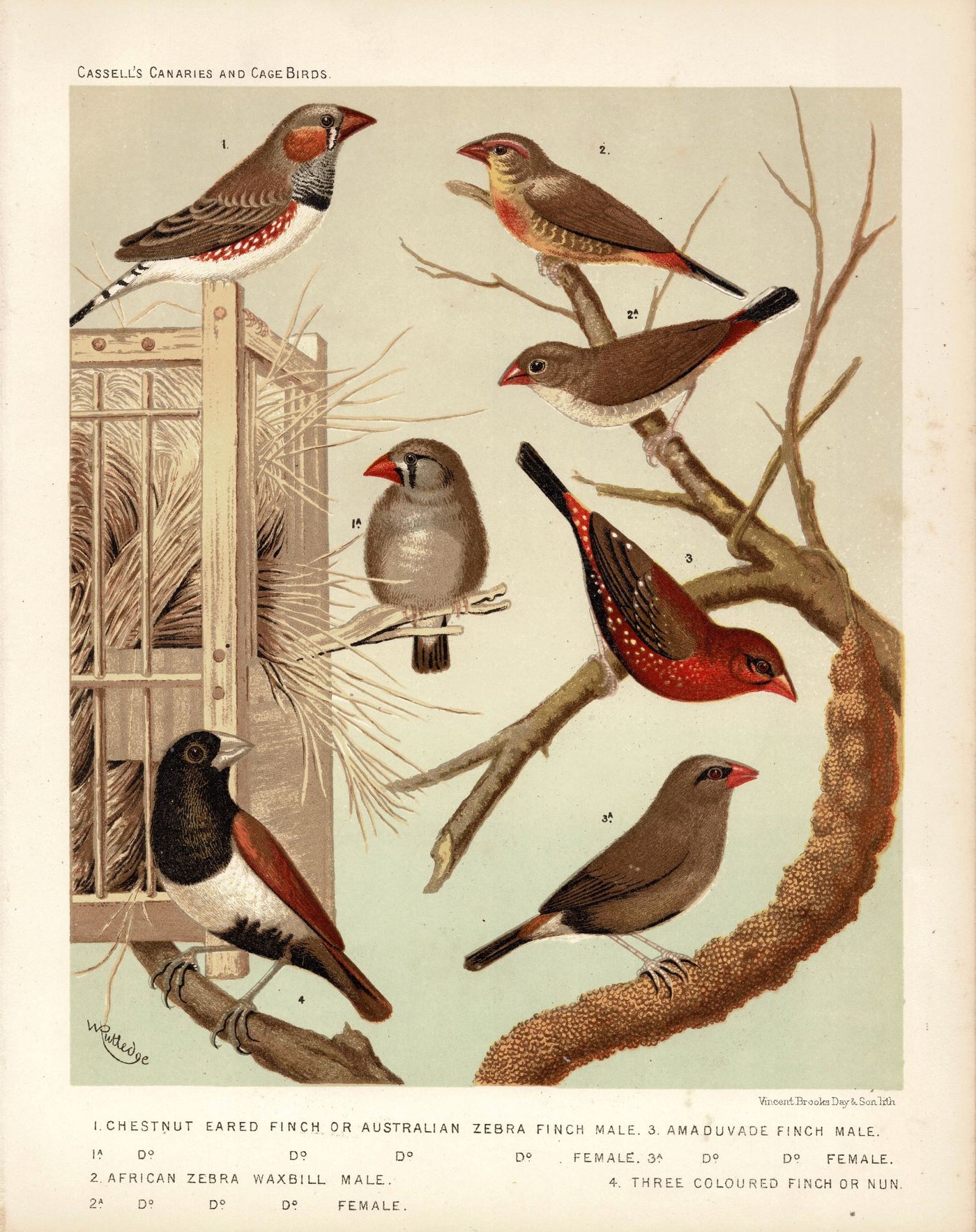 Finches antique print from Cassell's '.. Canaries and Cage-Birds' published 1878