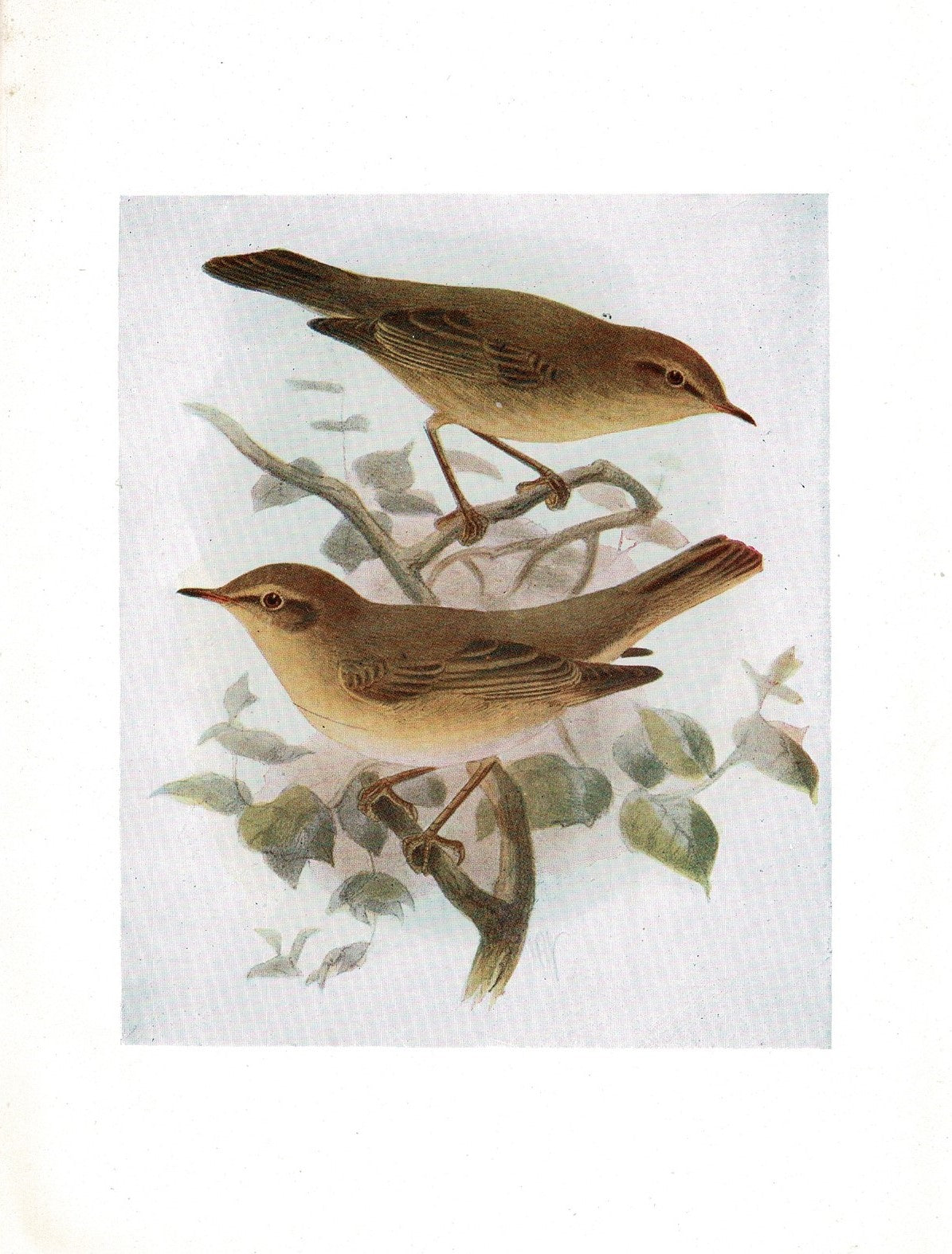 Chiffchaff & Willow Wren antique print 1907