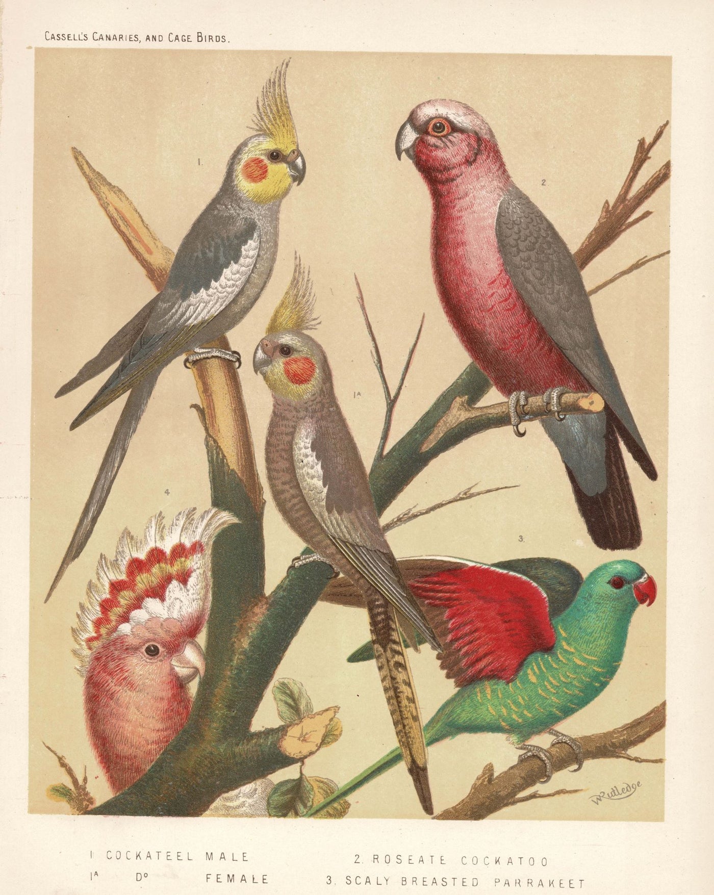 Cockatoos, Cockateel & Parrakeet antique print published 1878