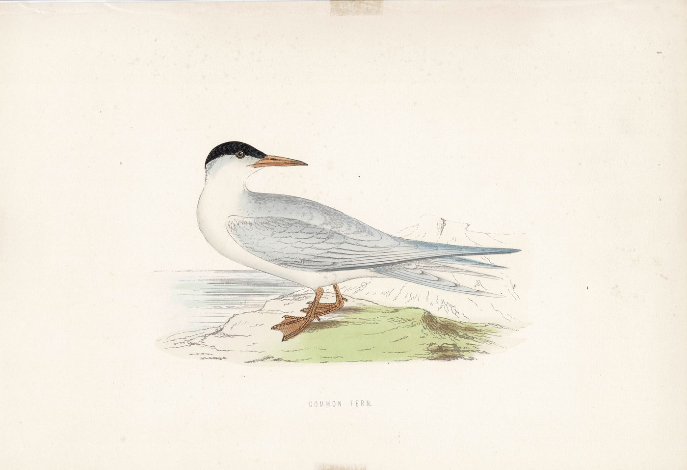 Common Tern antique print 1870