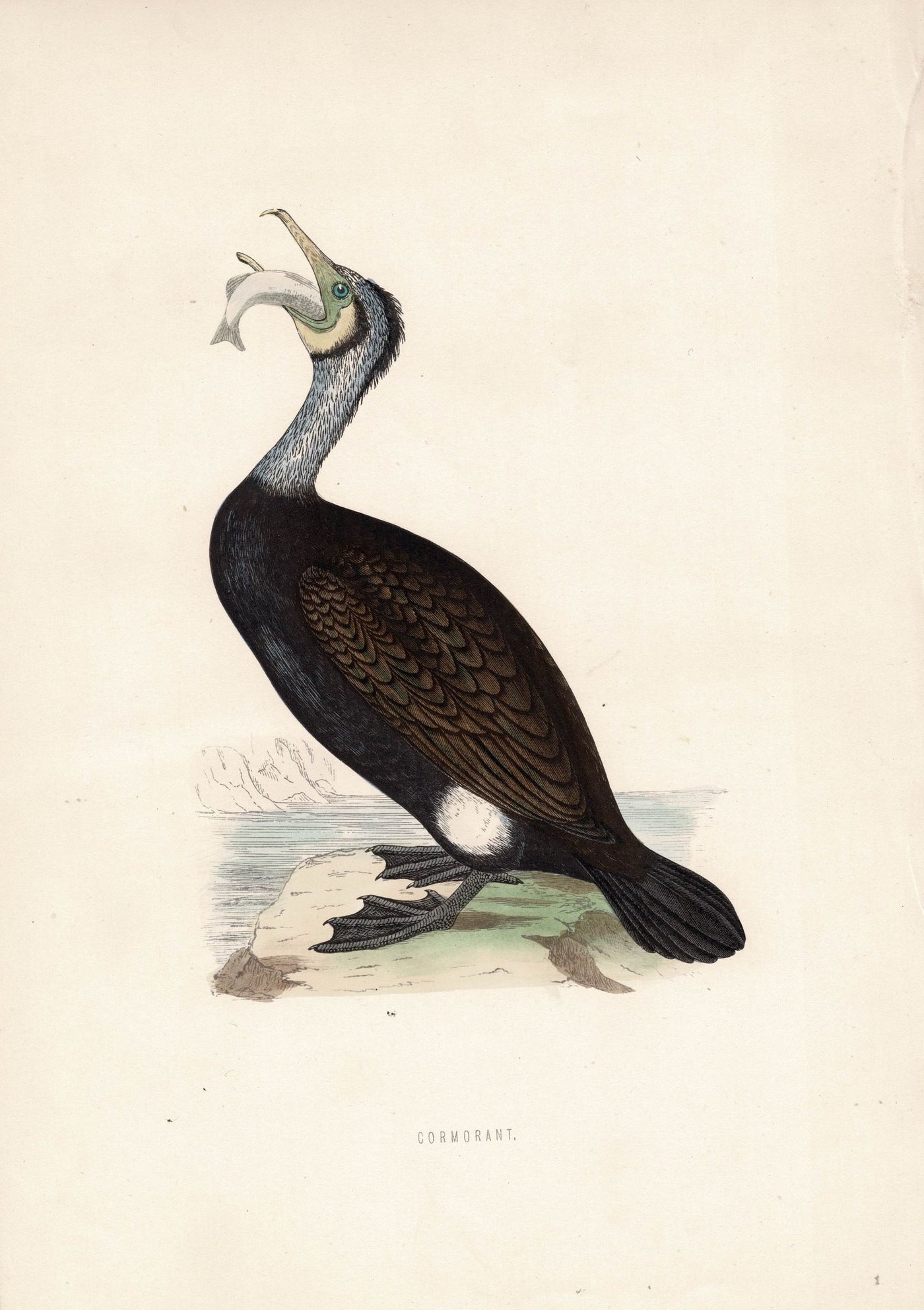 Cormorant antique print 1870
