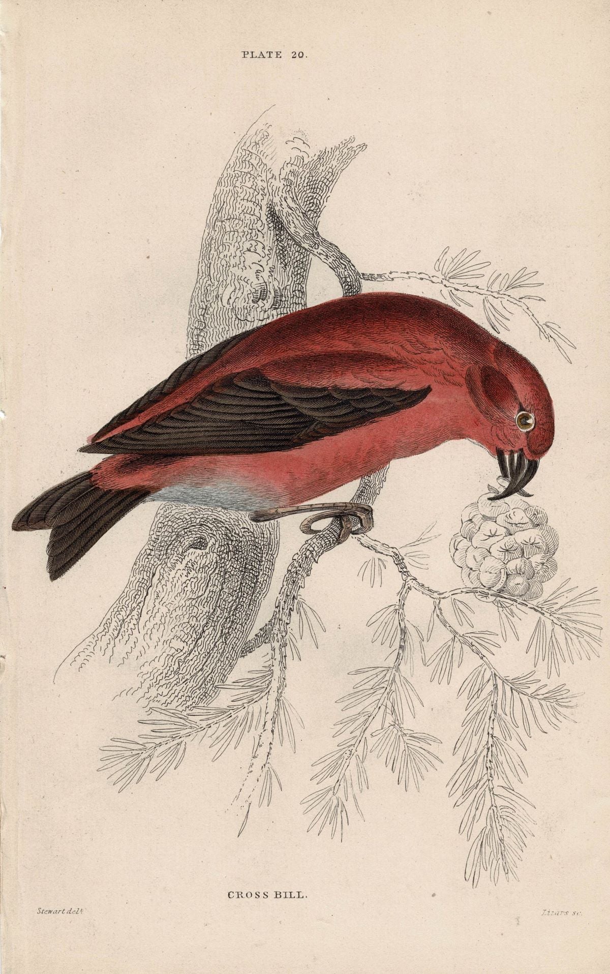 Crossbill antique print published 1866