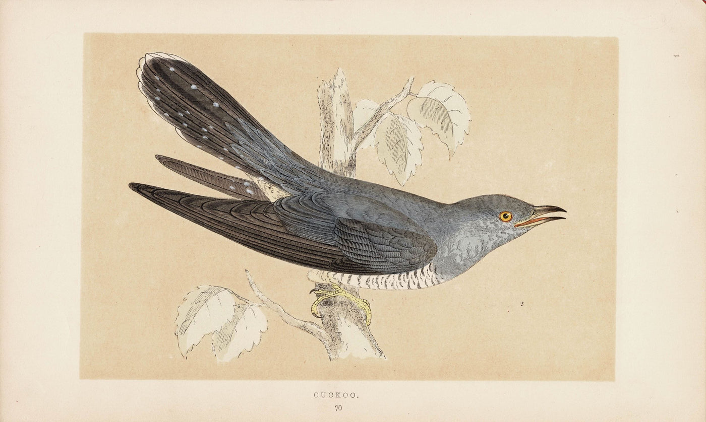 Cuckoo antique pint published 1870