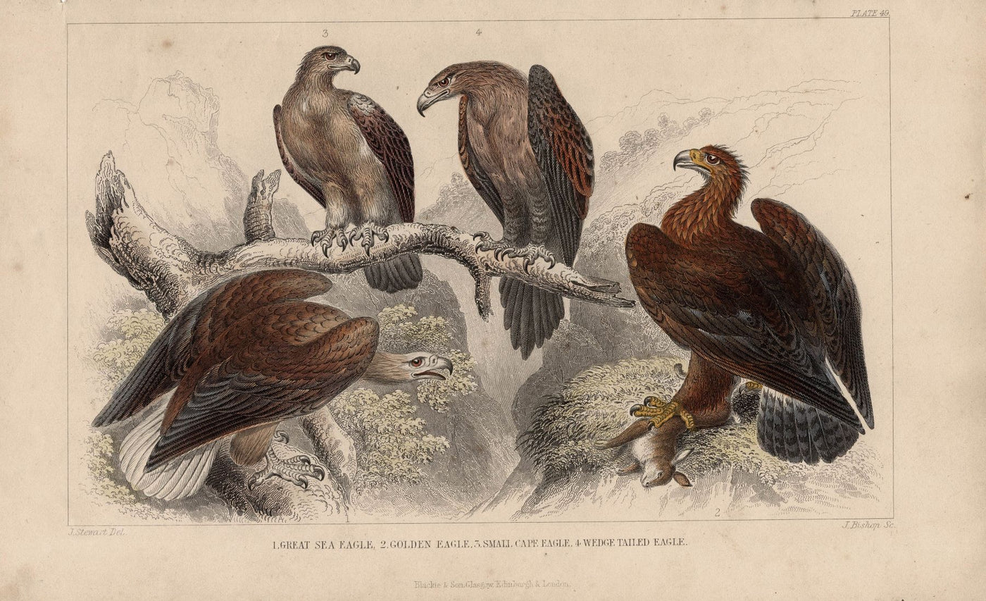 Eagles antique print from Goldsmith's "A History of the Earth ... 1862