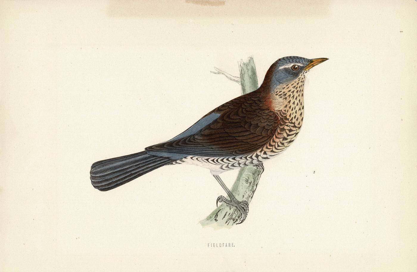 Fieldfare antique print published 1870