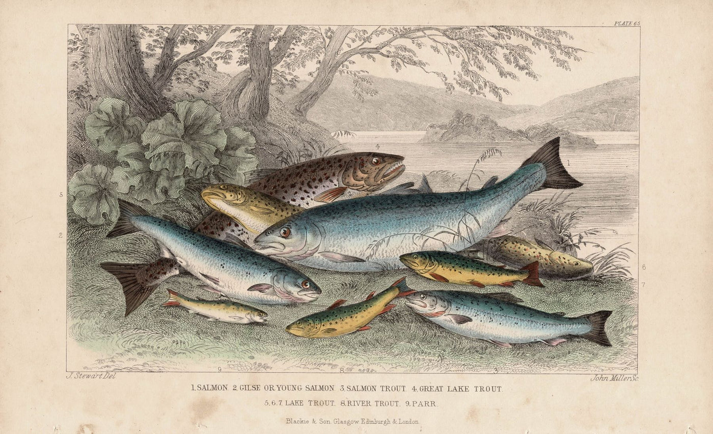 Fishes (Fresh Water) antique print published 1862