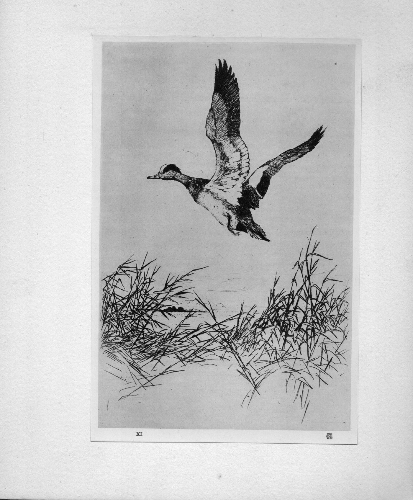 Frank W. Benson 'Widgeon Rising' The Studio "...Masters of Etching" antique print 1925