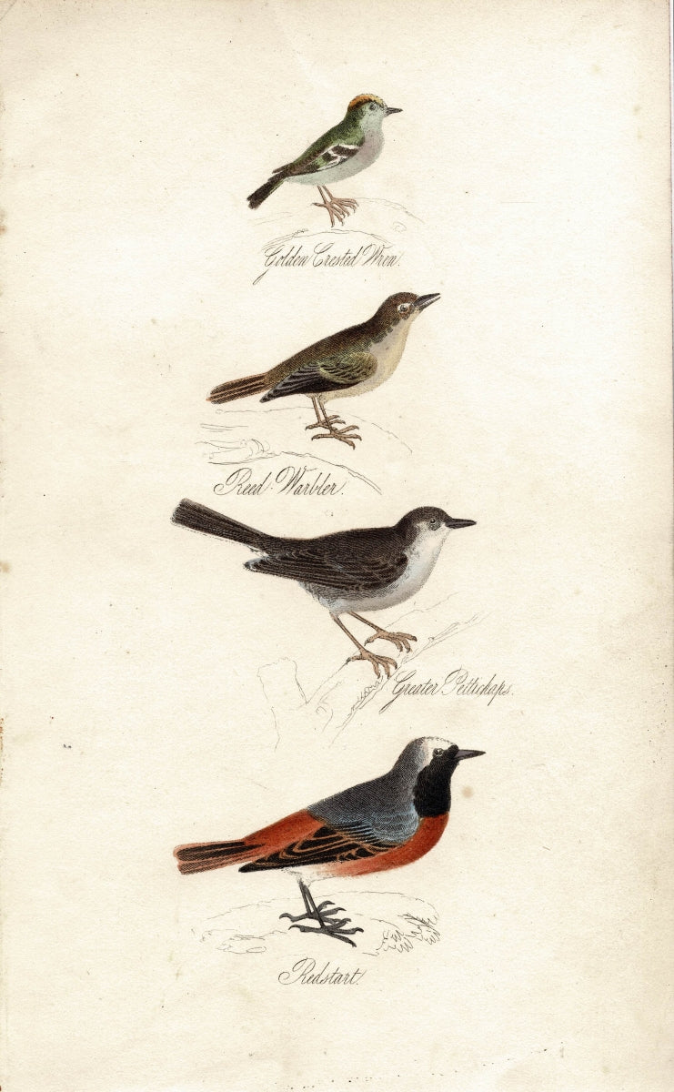 Wren, Warbler, Pettichaps, Redstart, from "The Feathered Tribes" 1834