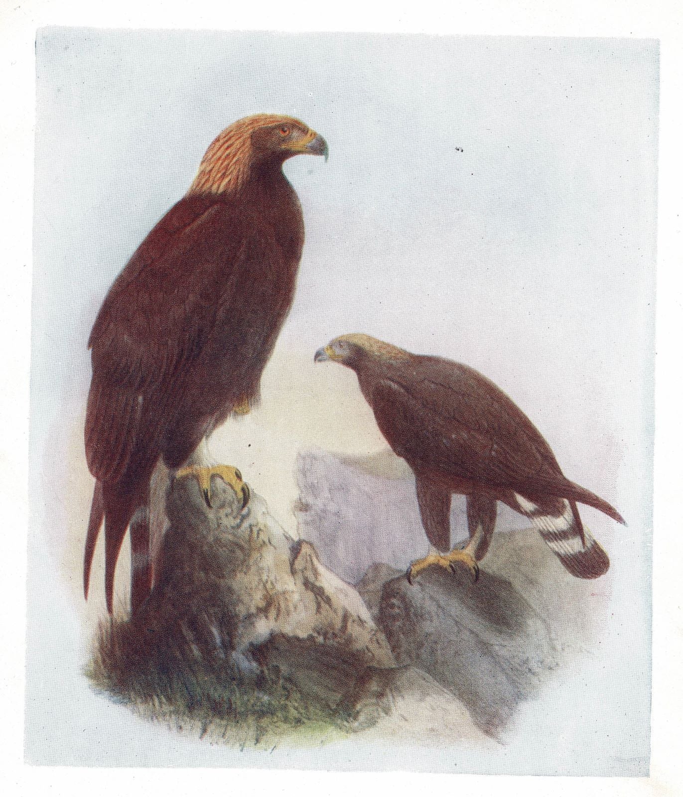 Golden Eagle guaranteed original antique print 1907