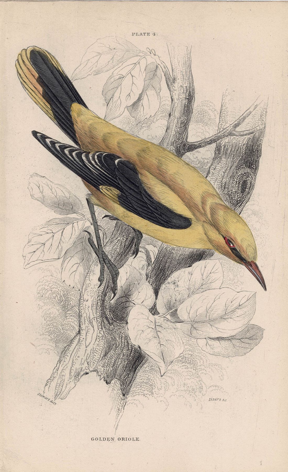 Golden Oriole antique print 1866