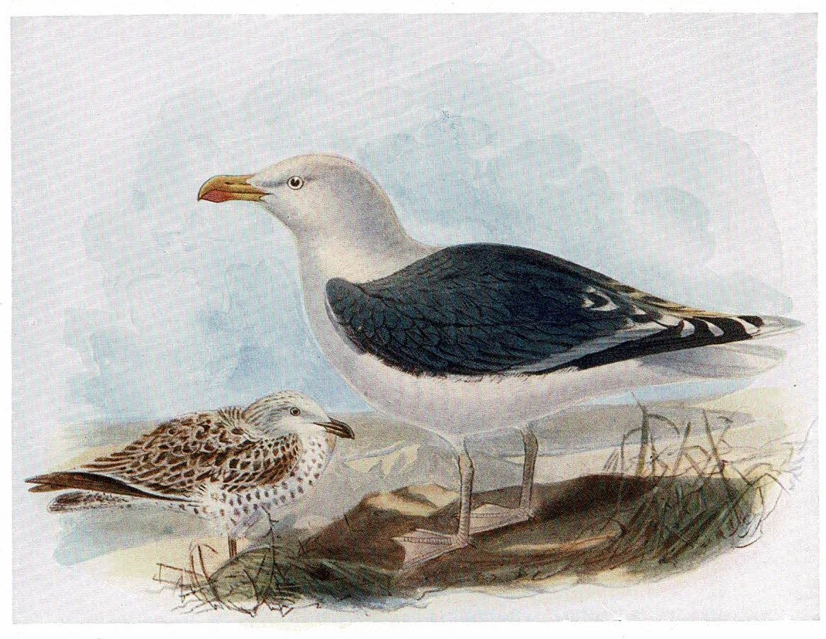 Greater Black-backed gull antique print published 1907