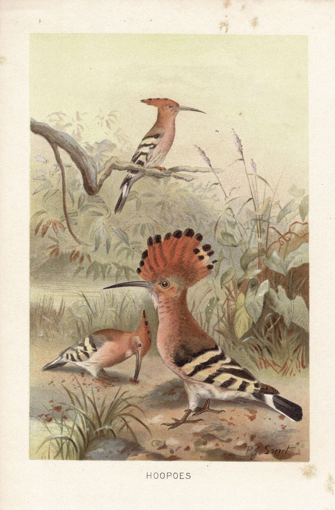 Hoopoe antique print 1895