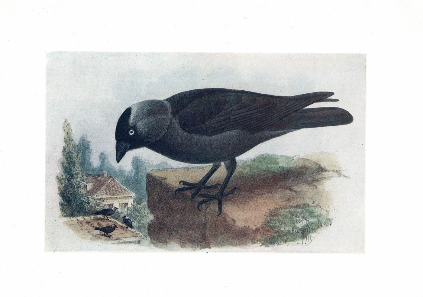 Jackdaw, Birds of Britain, 1907