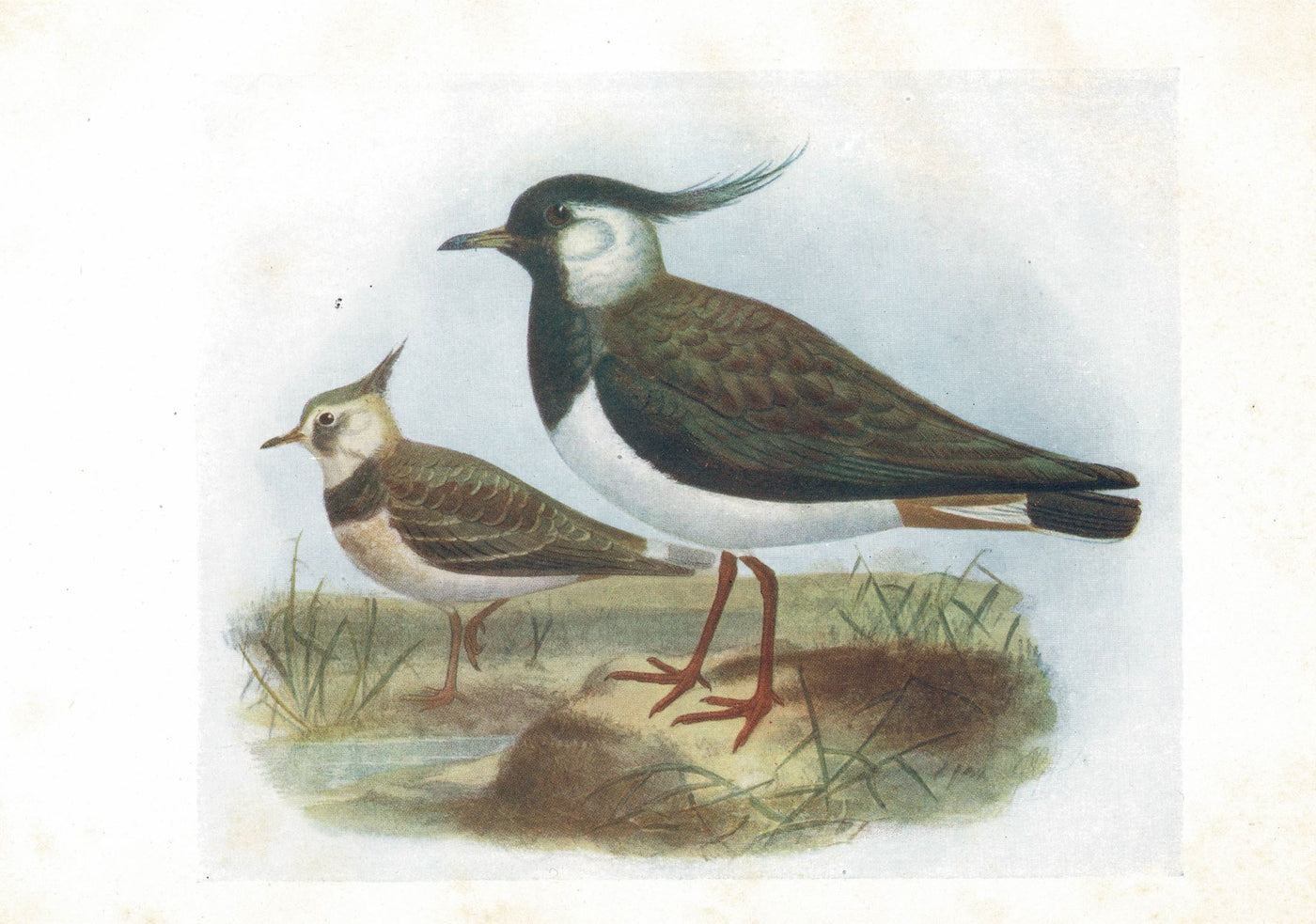Lapwing, Birds of Britain, 1907