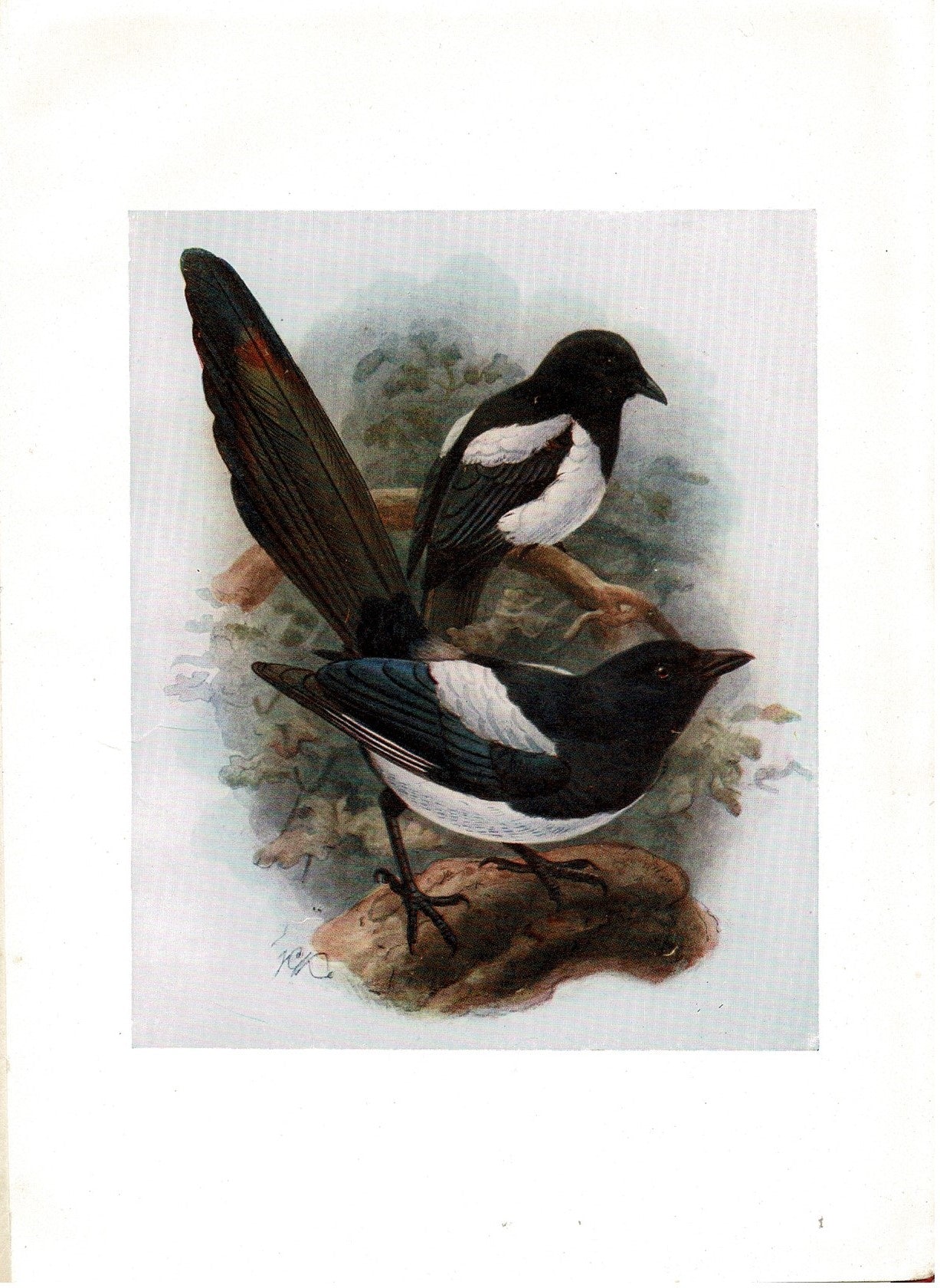 Magpie antique print 1907