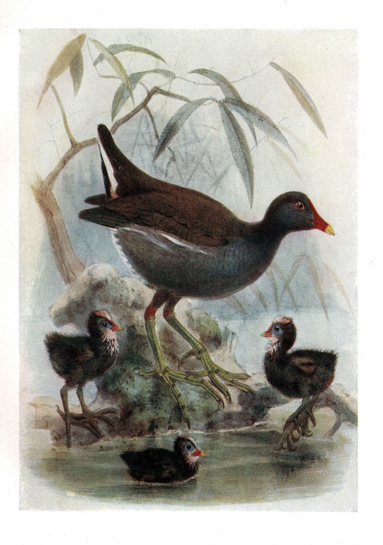 Moorhen and chicks antique print 1907