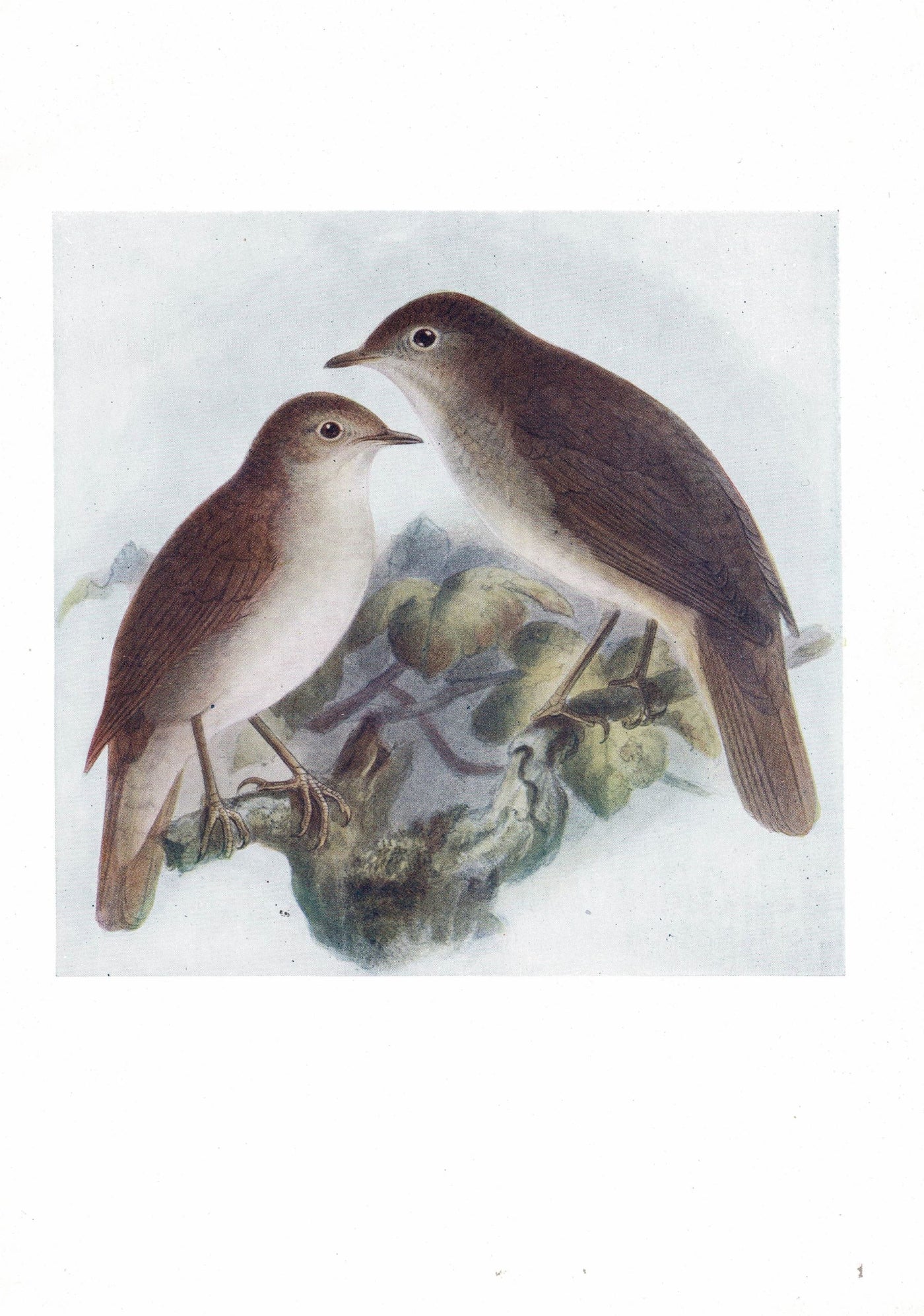 Nightingale, Birds of Britain, 1907