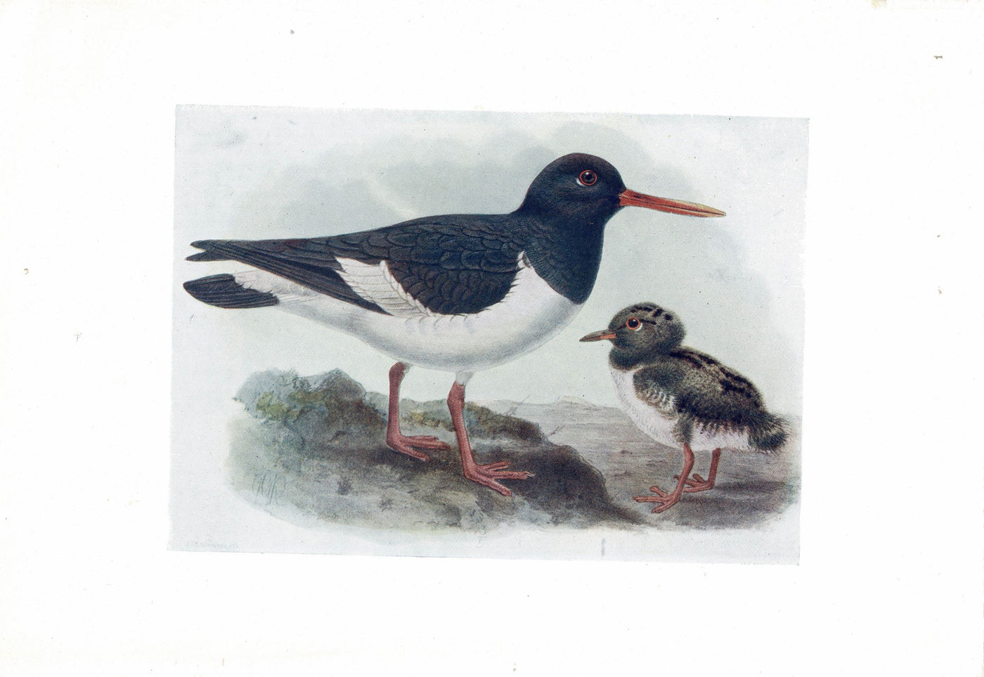 Oyster Catcher seabird antique print 1907