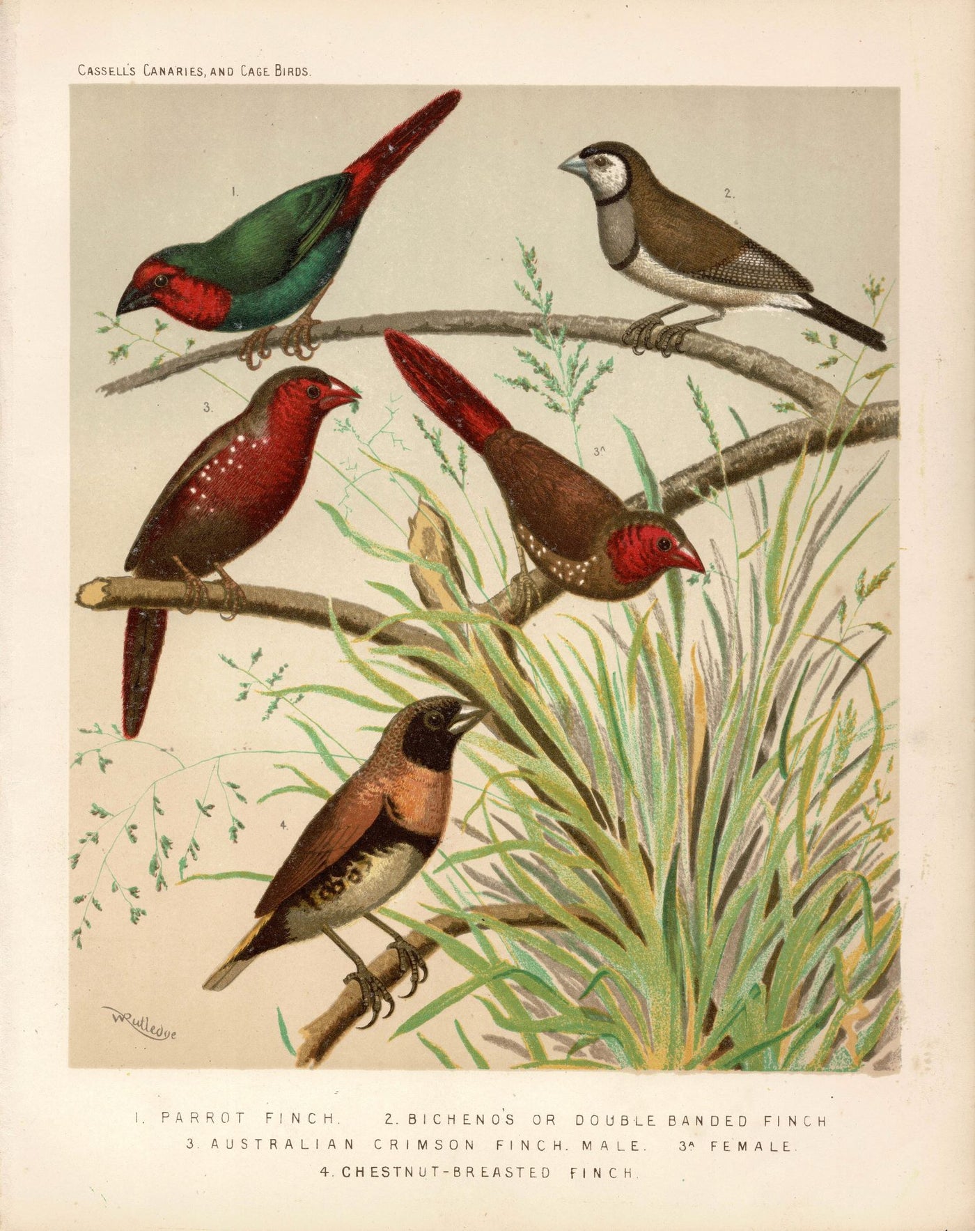 Finches antique print from ... Canaries and Cage-Birds published 1878