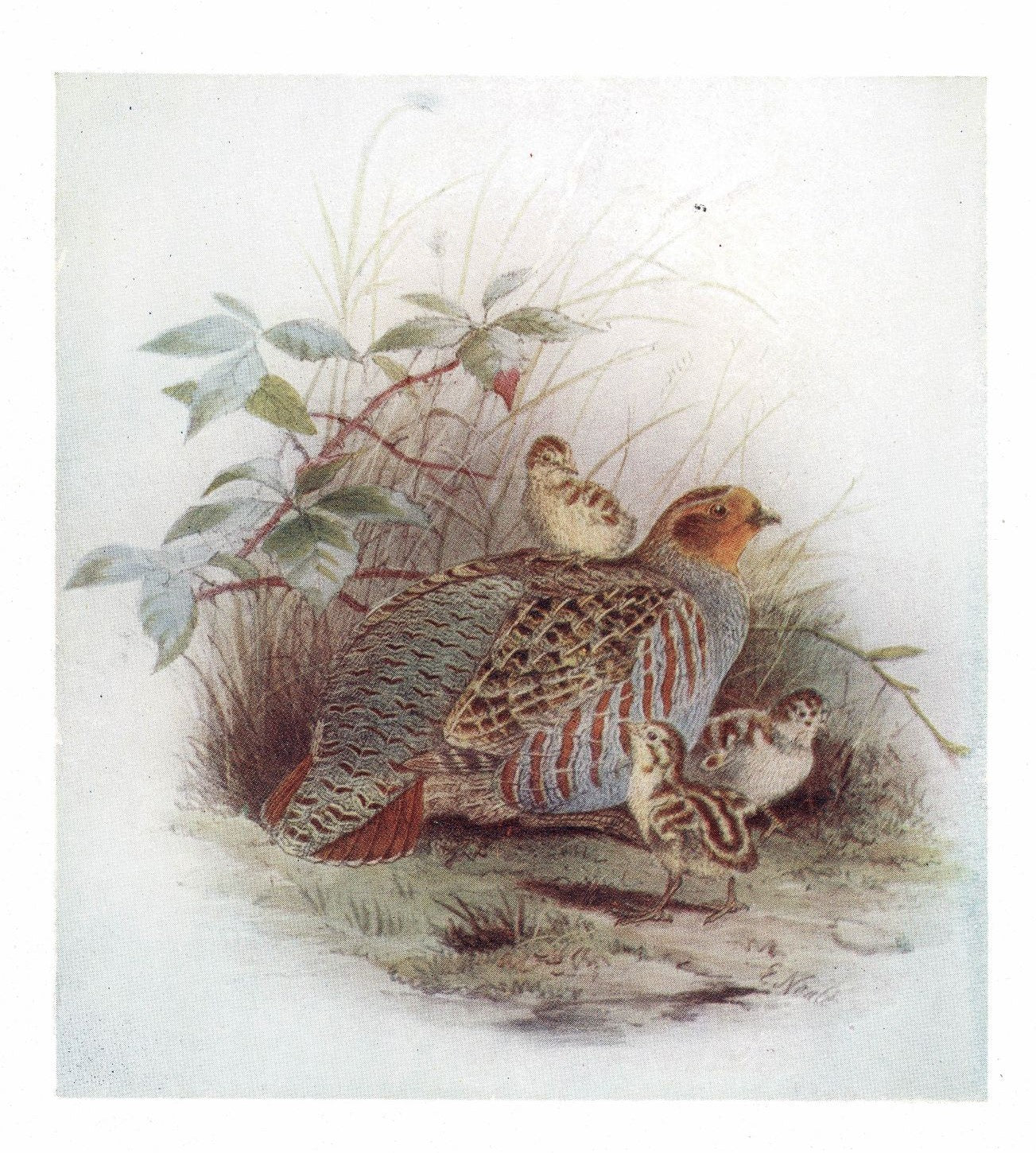 Partridge and cheepers guaranteed original antique print 1907