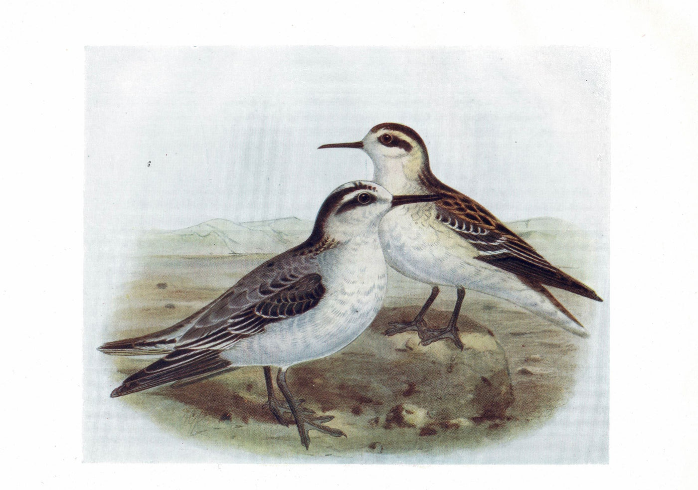 Phalarope, Birds of Britain, 1907