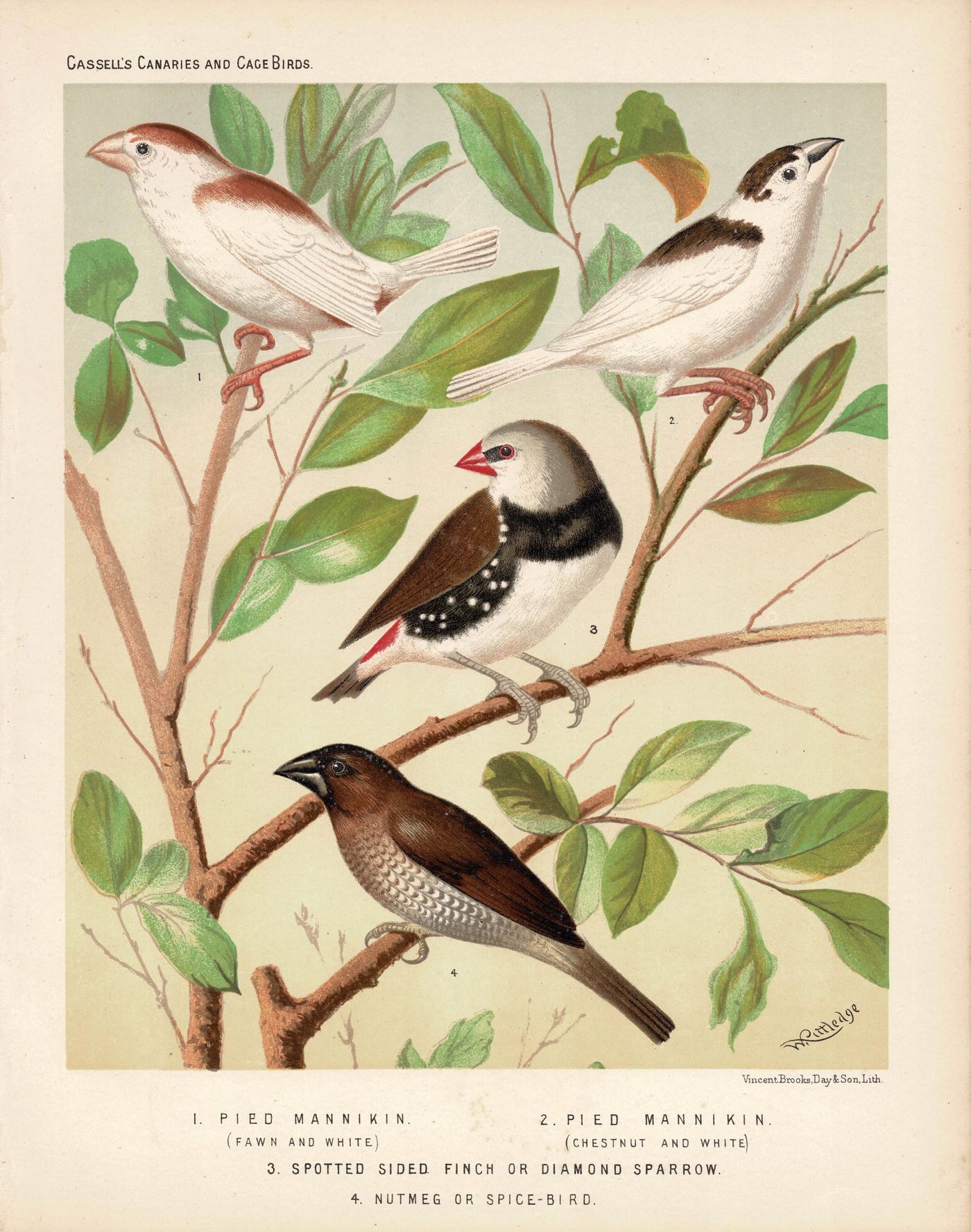 Estrildid Finches antique print published 1878