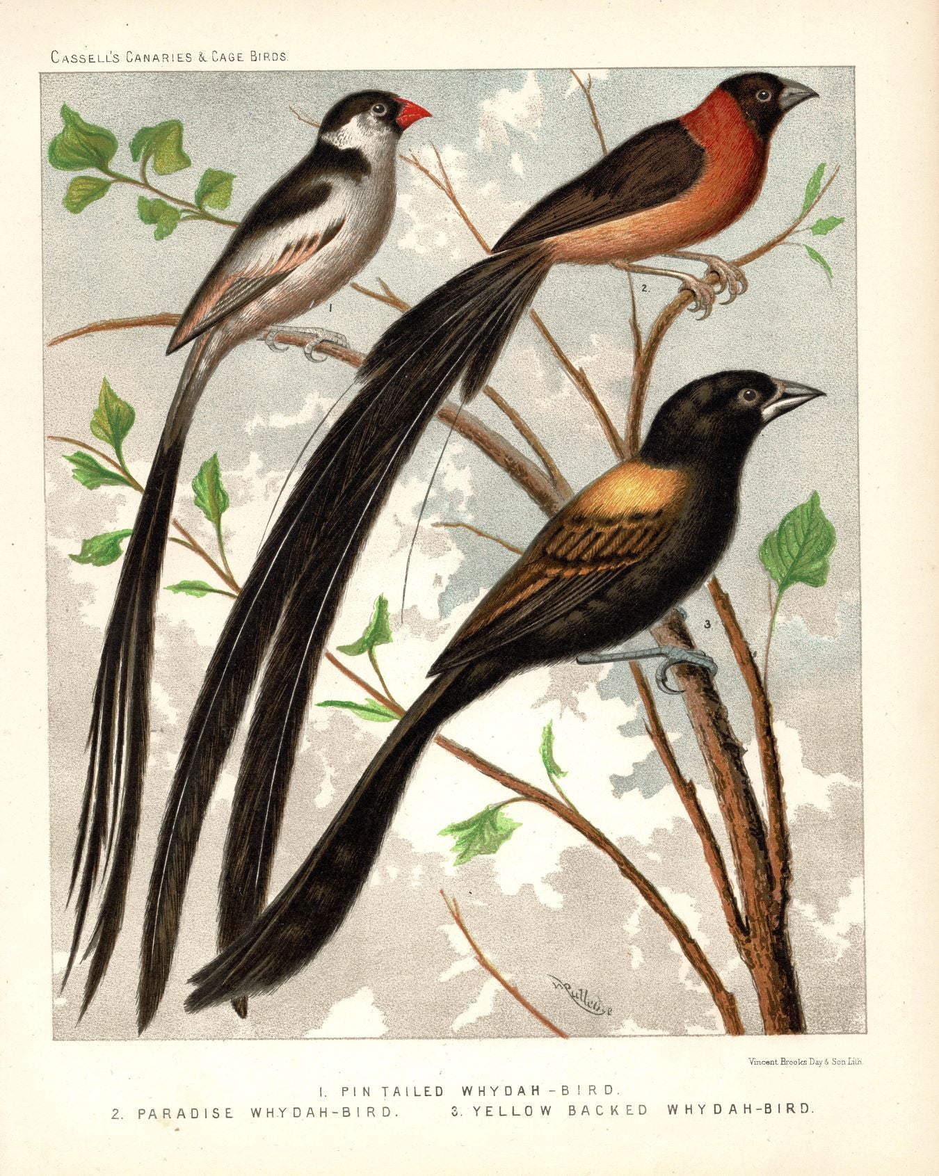 Whydah Birds antique print 1878