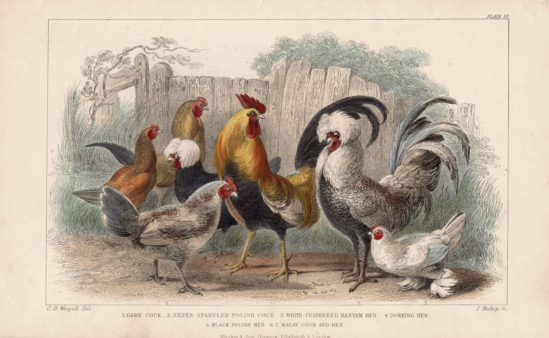 Poultry guaranteed antique print published 1862 – Maps and Antique Prints