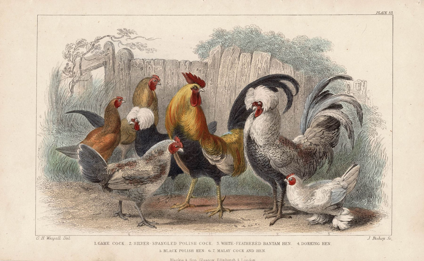 Poultry guaranteed antique print published 1862