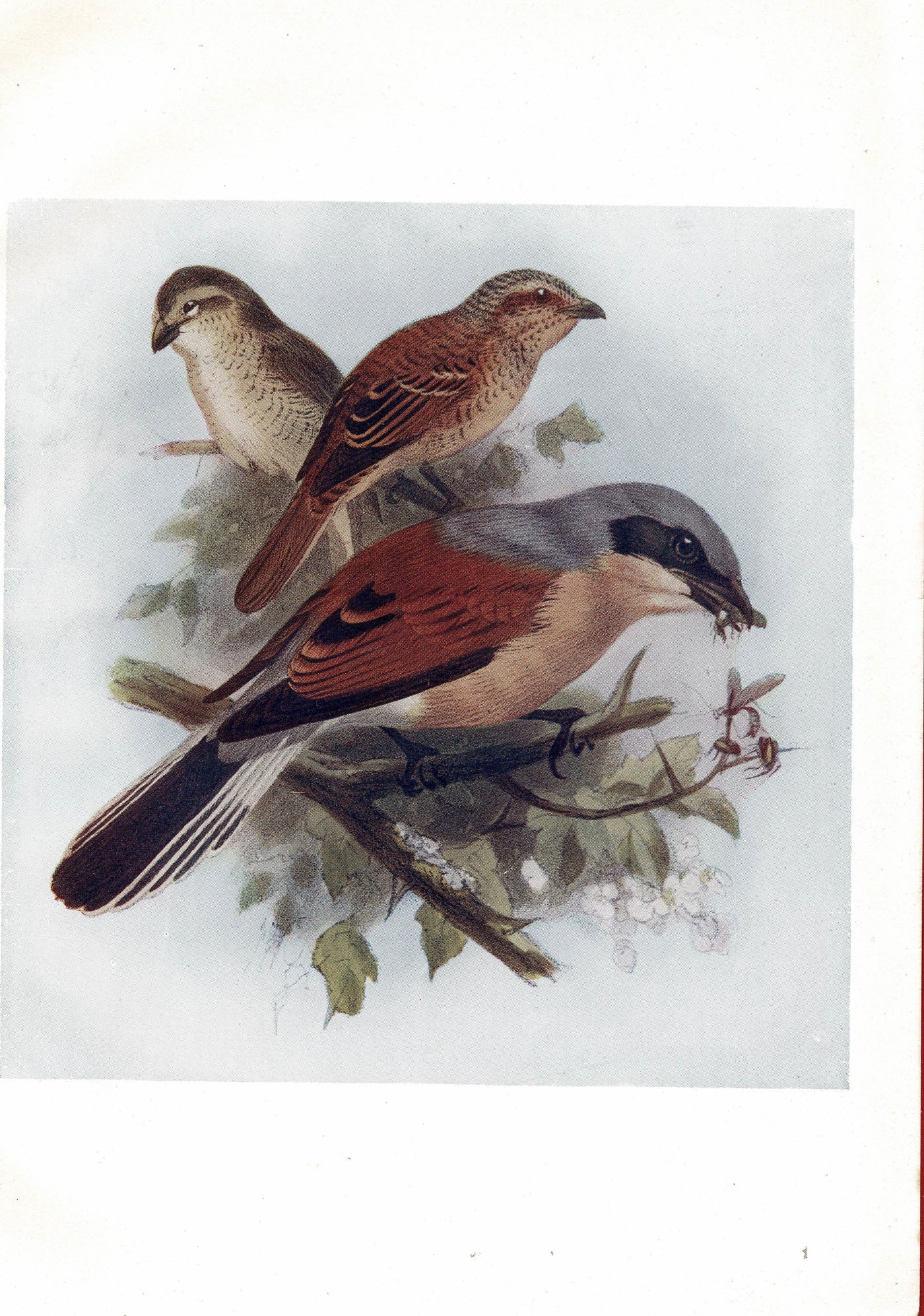 Red-Backed Shrike, Birds of Britain, 1907