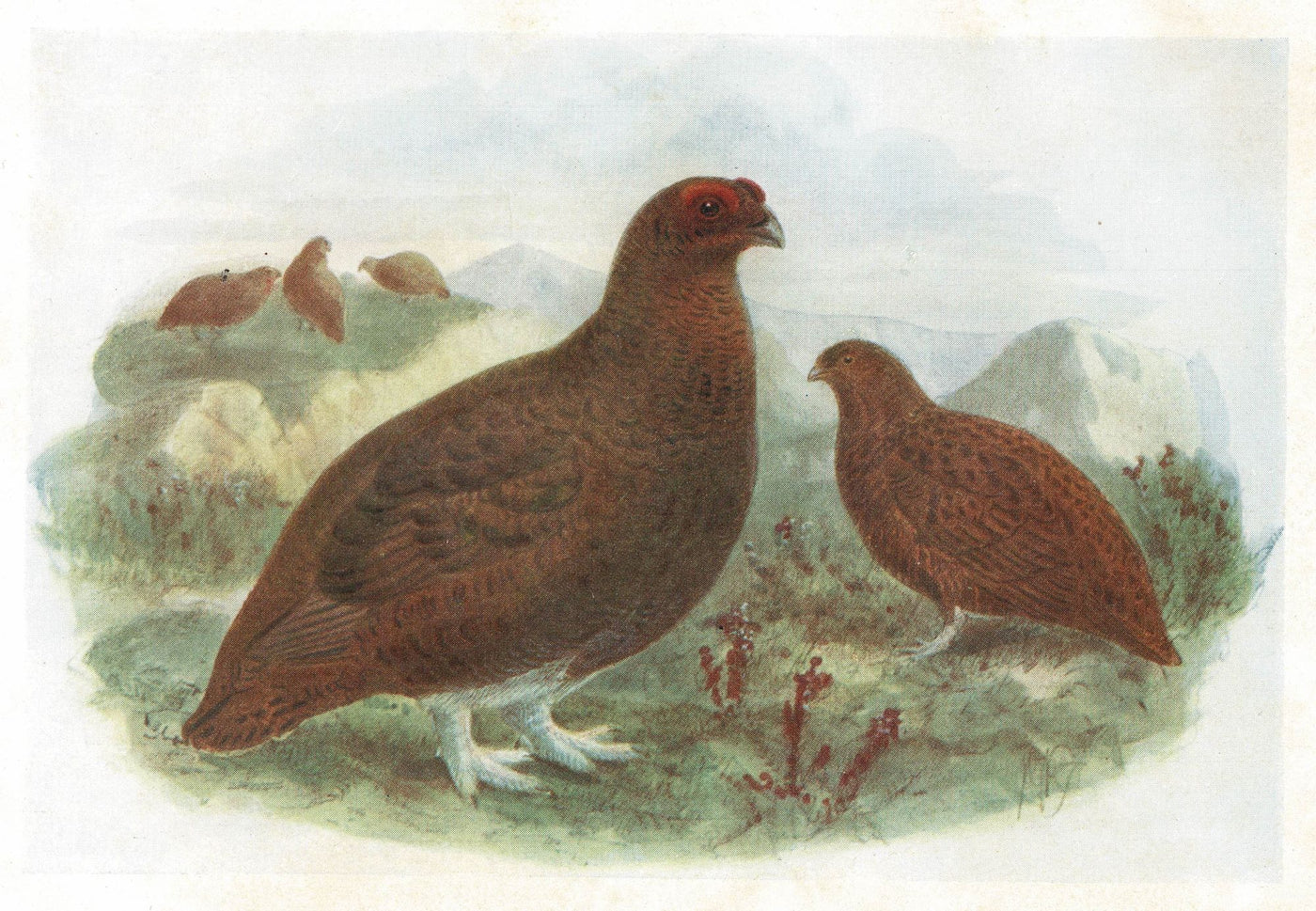 Red Grouse, Birds of Britain, 1907