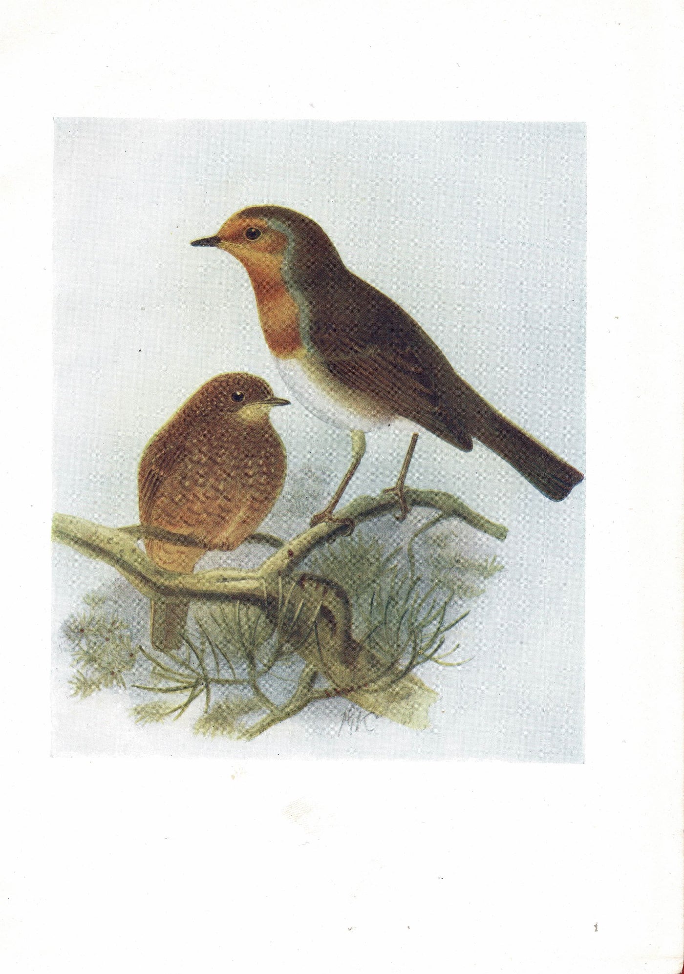 Robin, Birds of Britain, 1907