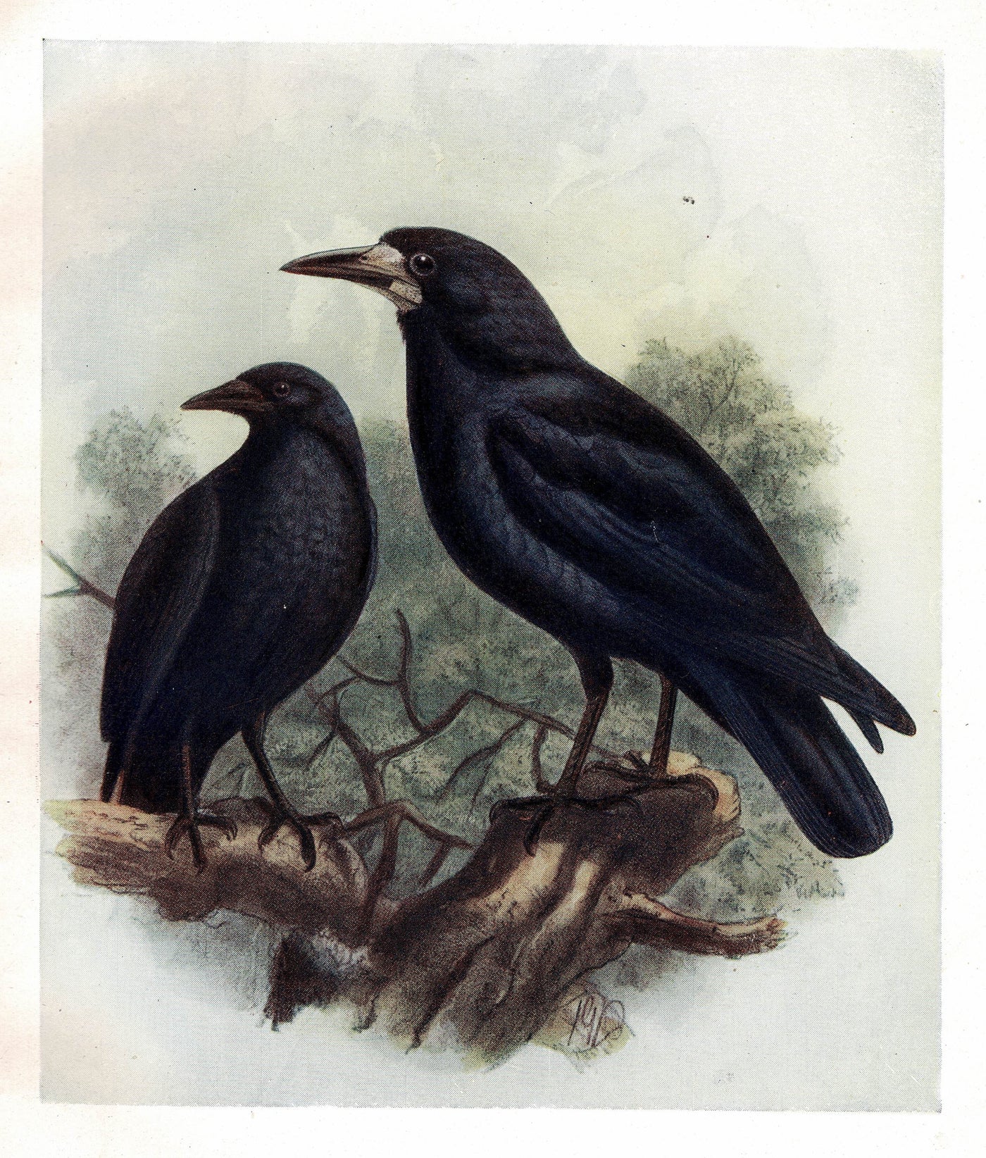 Rook, Birds of Britain, 1907