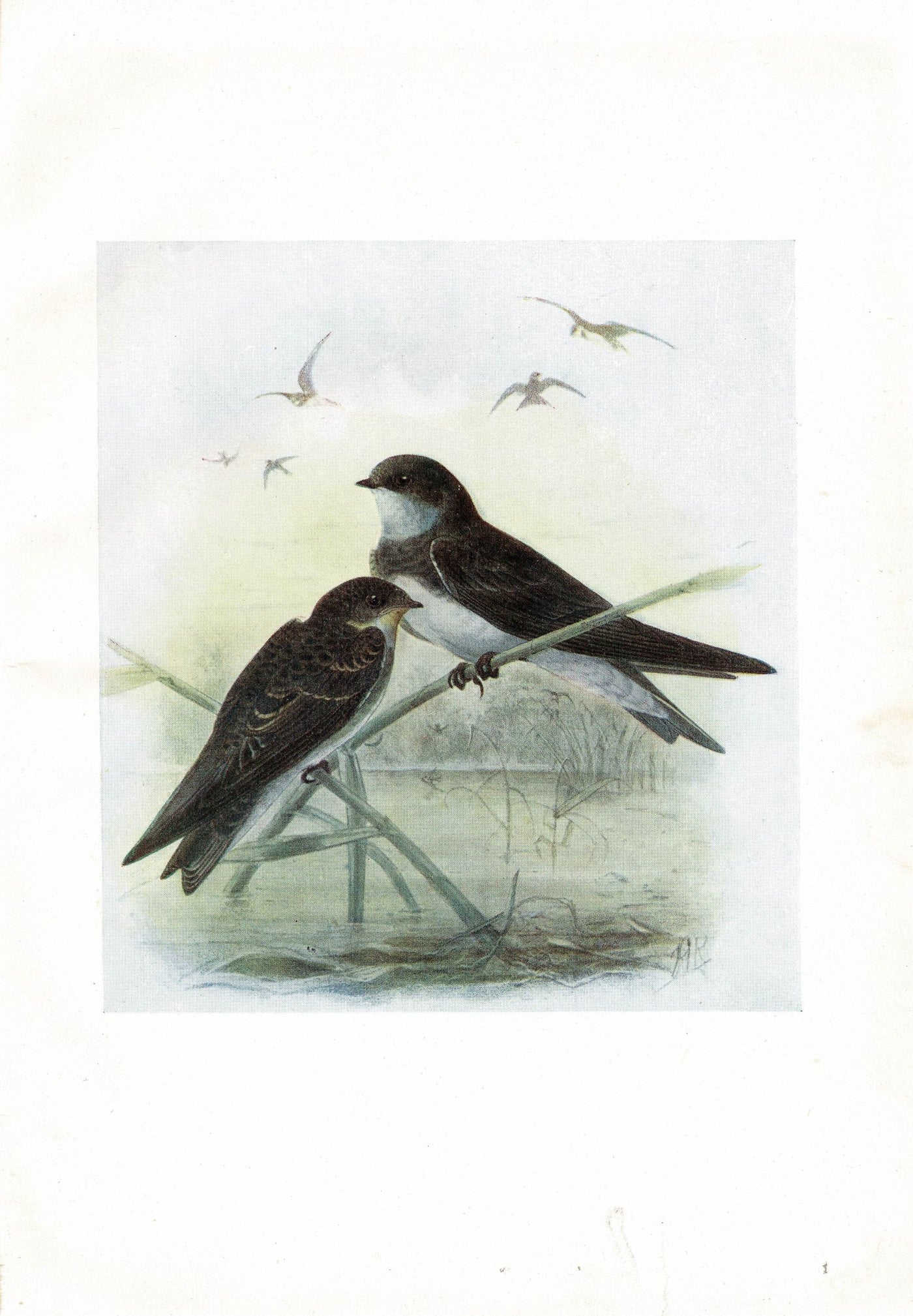 Sand Martin antique print 1907