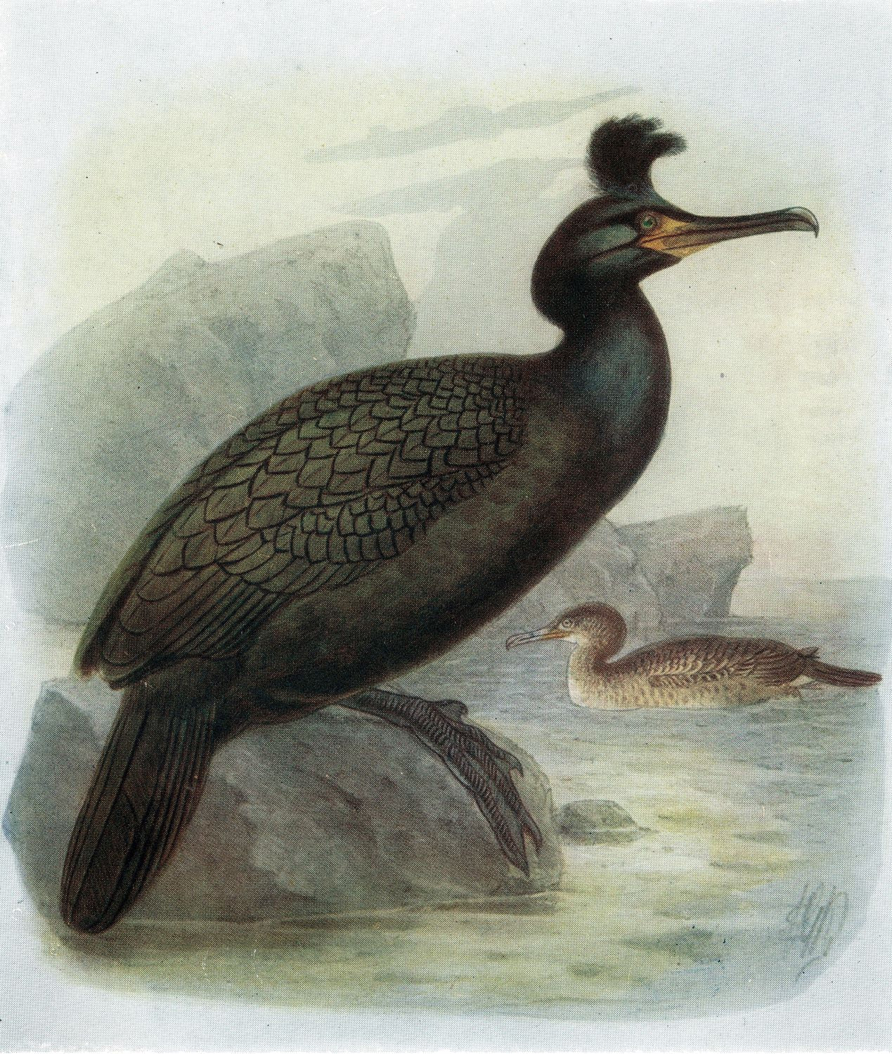 Shag antique print published 1907