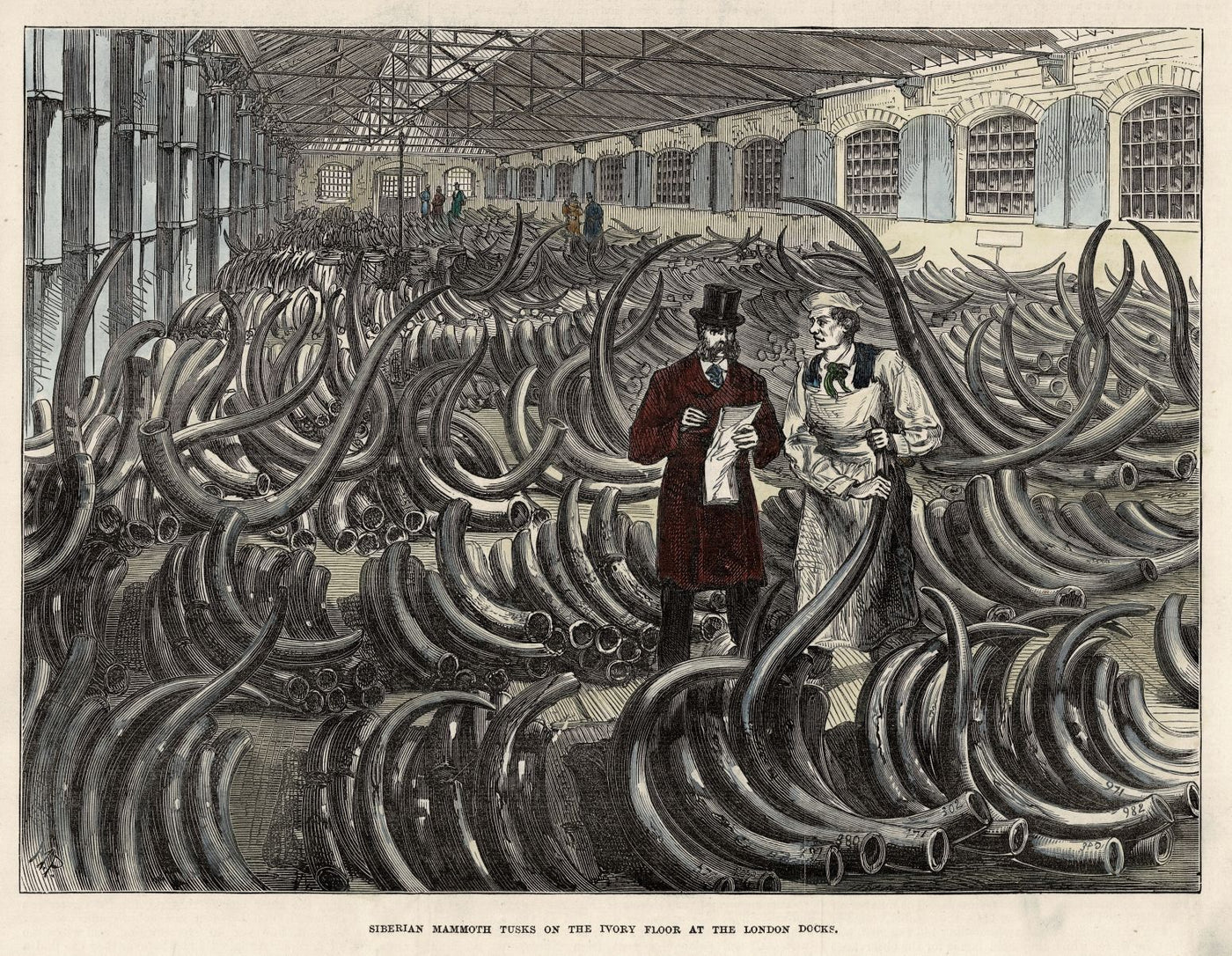 Siberian Mammoth Tusks at the London Docks antique print 1873