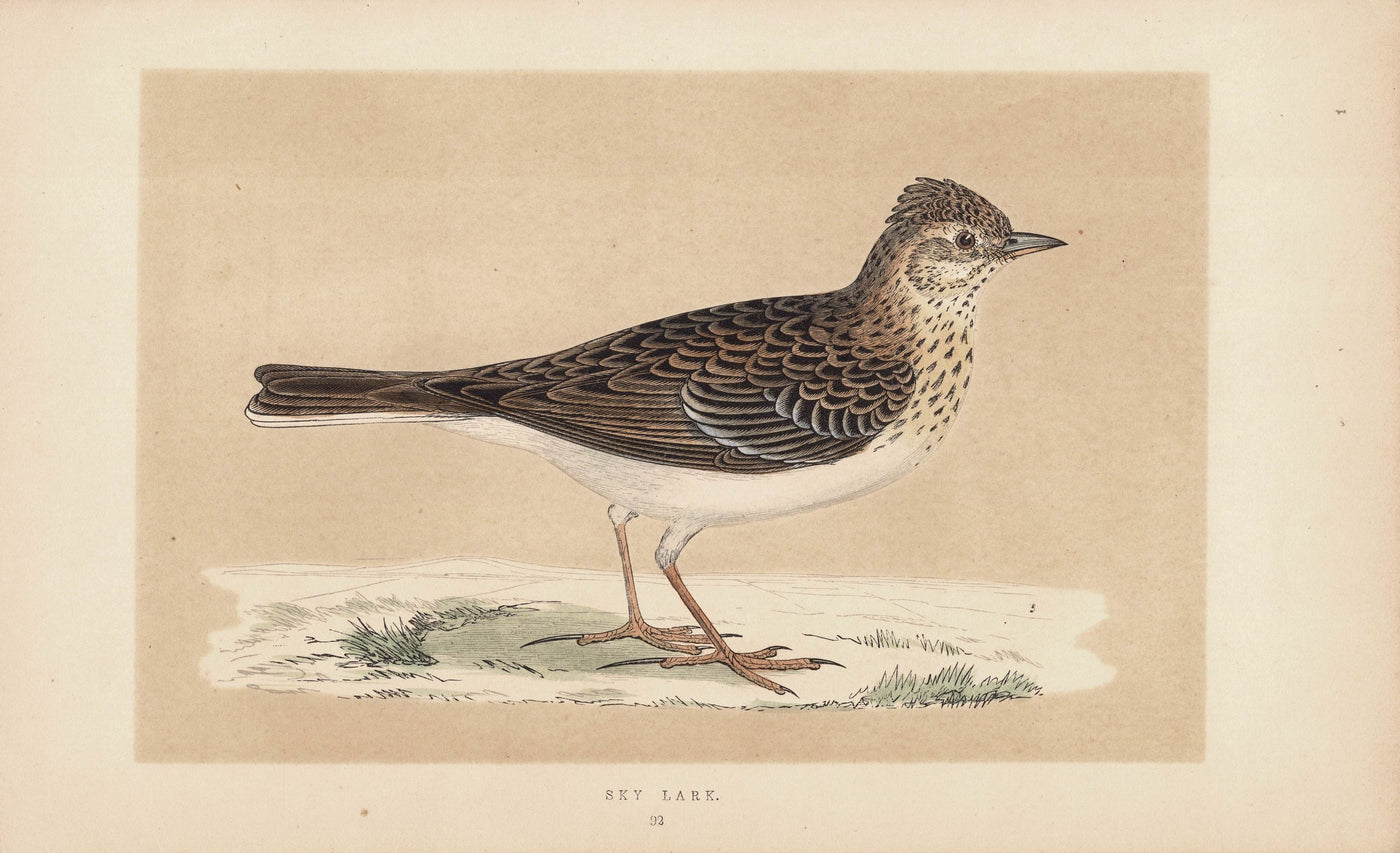 Skylark antique print from Morris's Book of Birds 1891