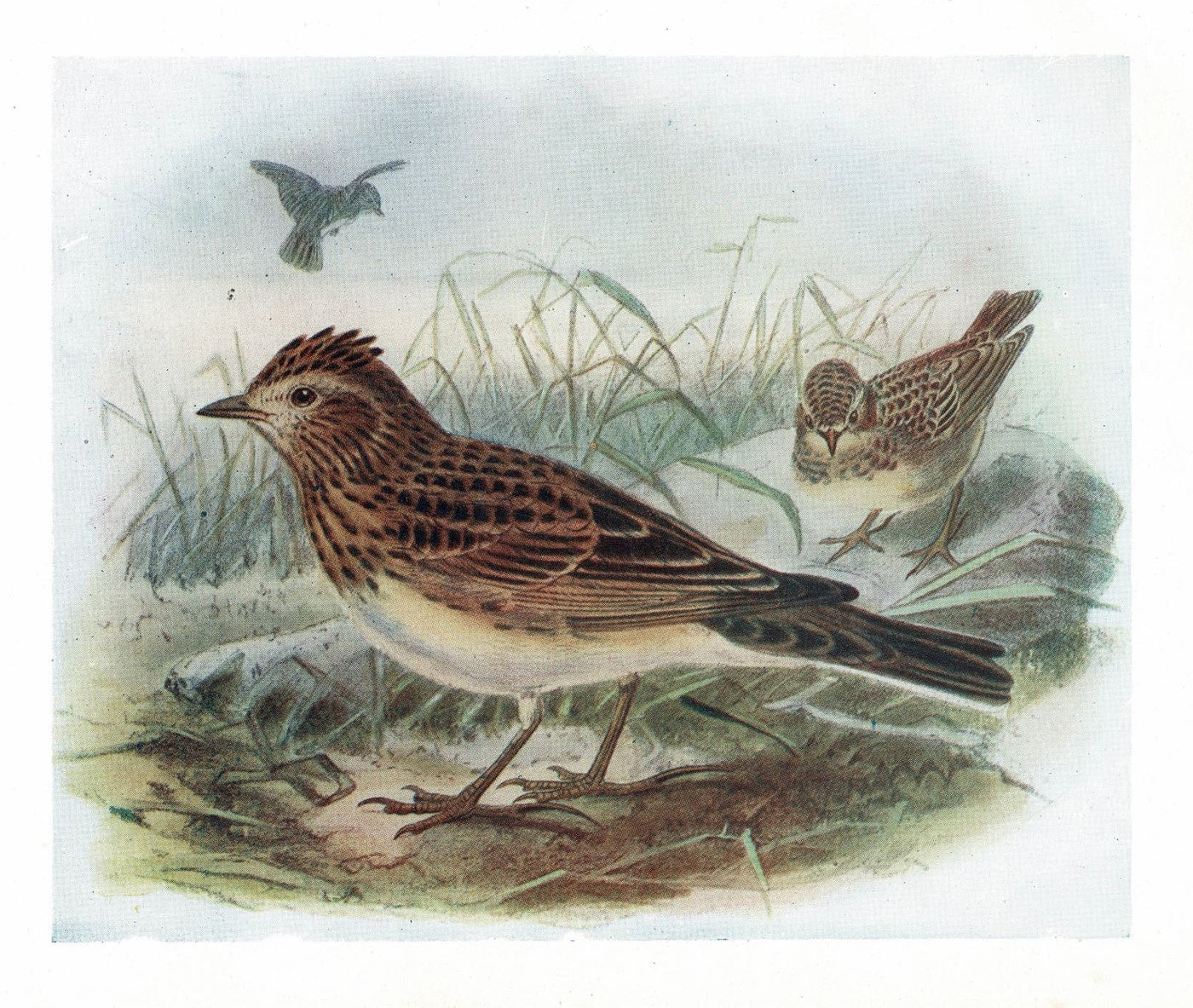 Skylark guaranteed an original antique print 1907