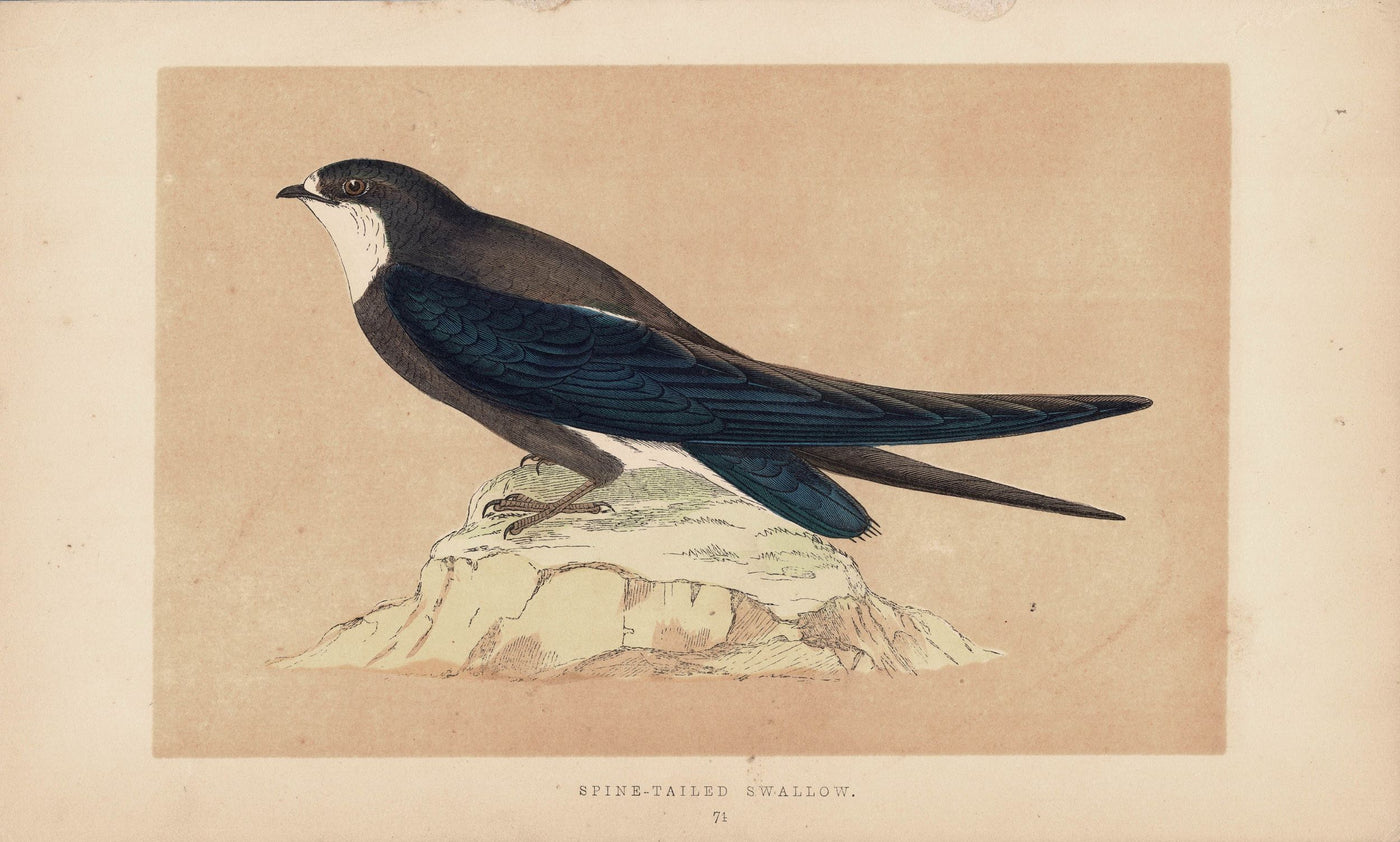 Spinetailed Swallow antique print Morris's Book of Birds 1891
