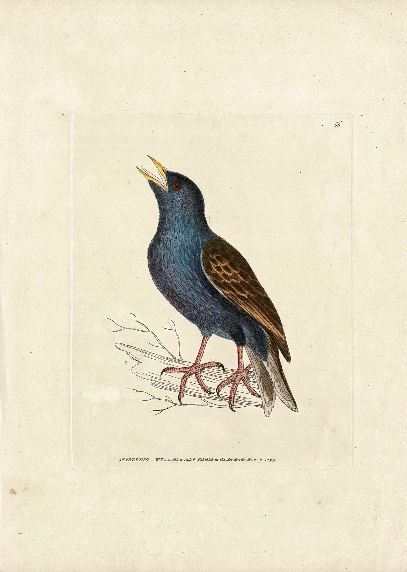 Starling antique print by Lewin dated 1793