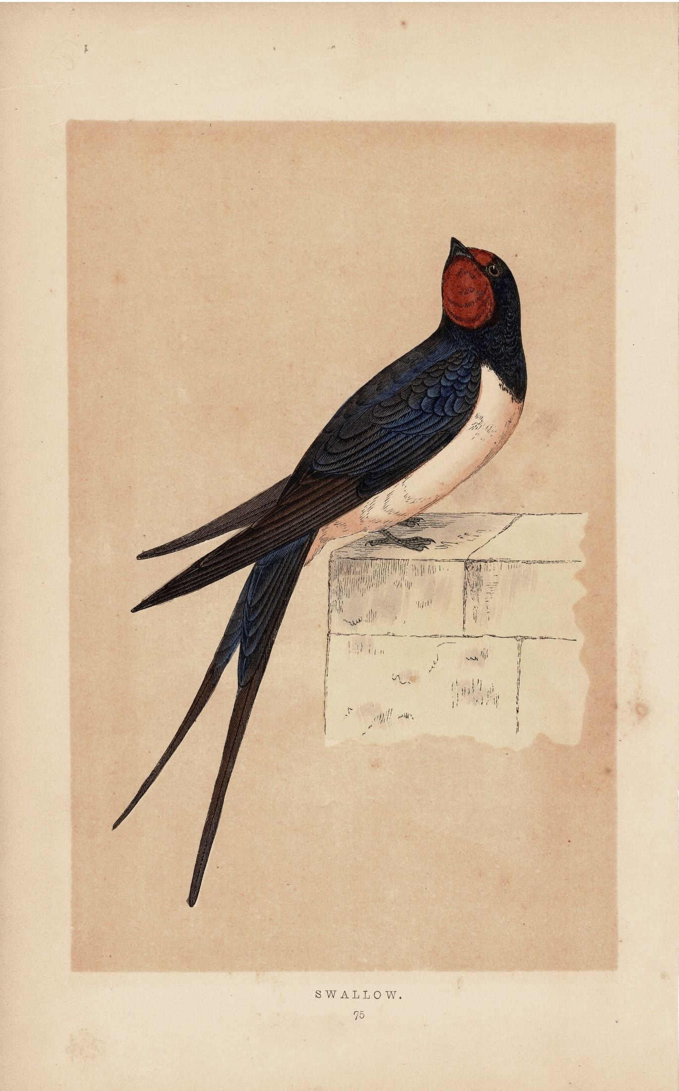 Swallow antique print published 1870