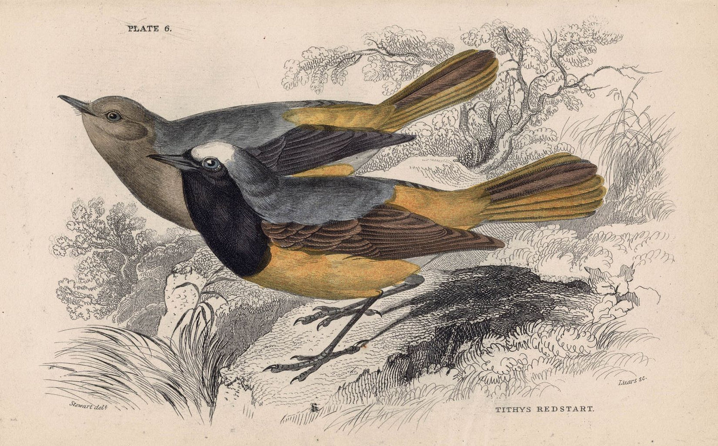 Redstart antique print published 1866