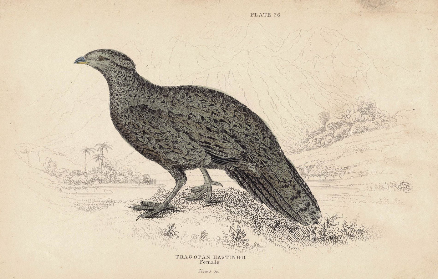 Tragopan Hastingii or Golden Breasted Tragopan antique print 1836